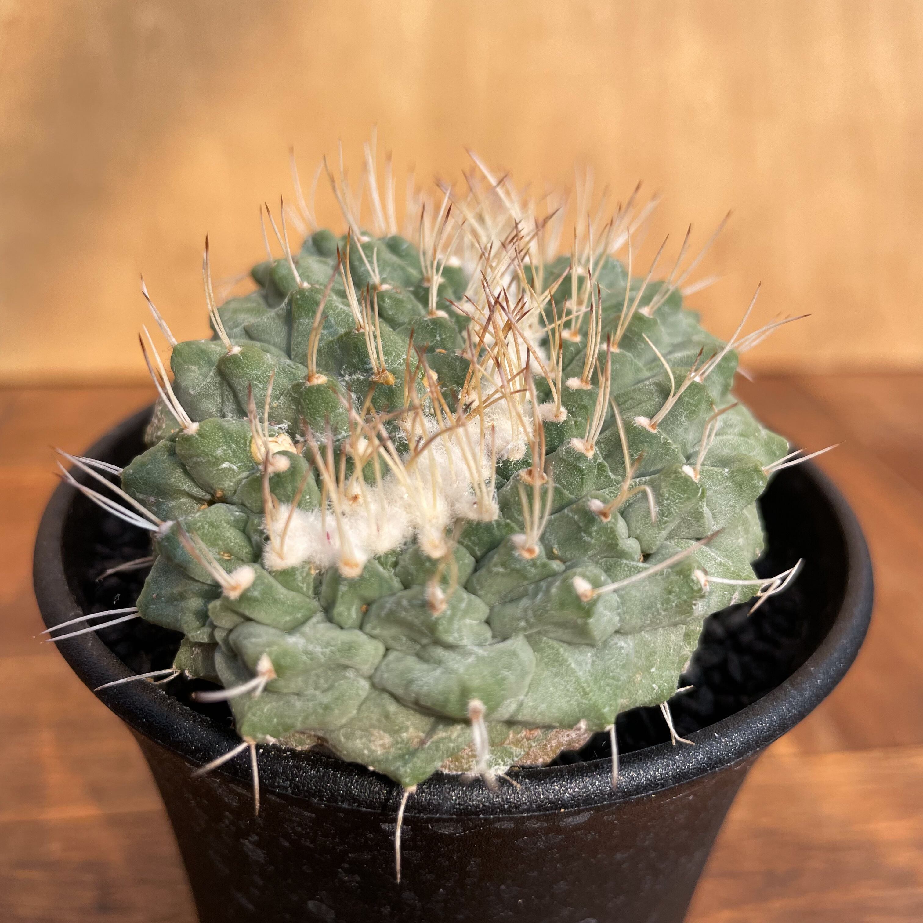 ストロンボカクタス 菊水綴化 菊水 サボテン 帝冠 花籠 ヒントニー 判ら 