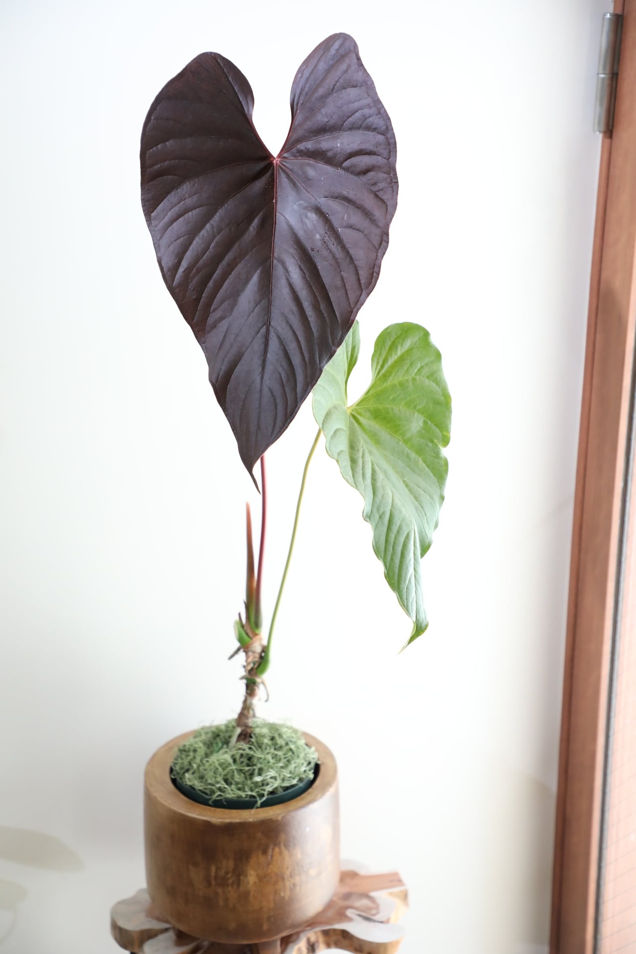 L】アンスリウム ロムズレッド/Anthurium ※ウッドポットカバー付き