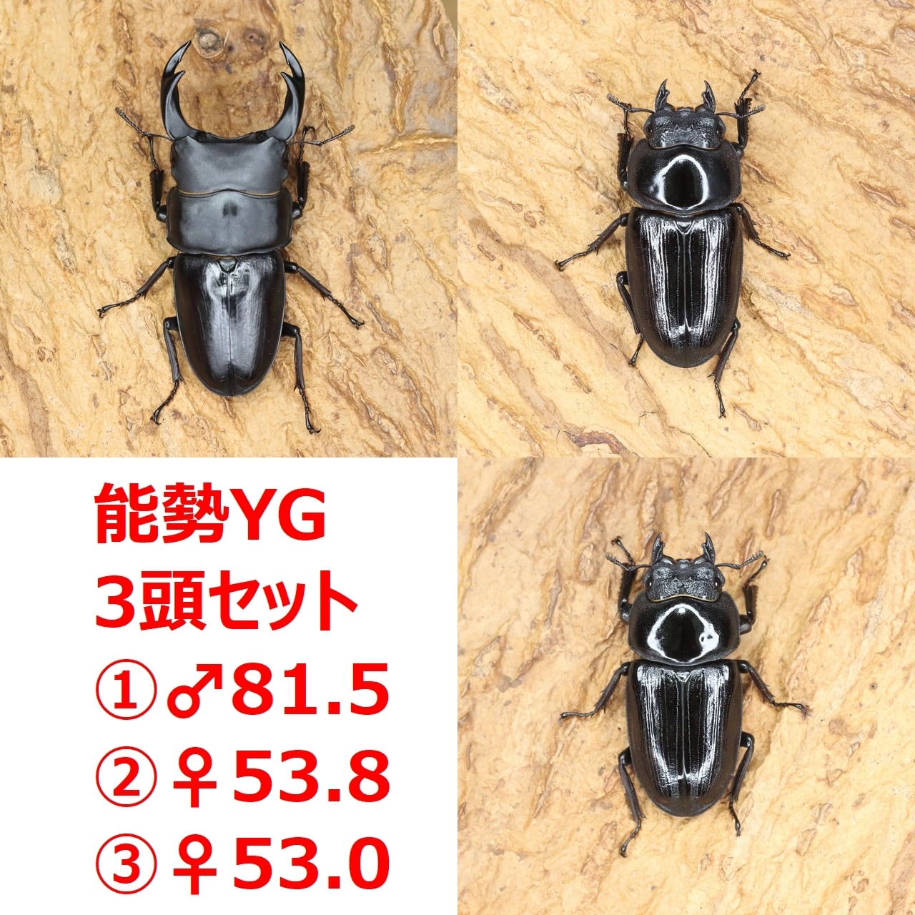 能勢YG血統 オオクワガタCB メス52mm ケース付き 11】♀52mm国産オオクワガタ能勢YG血統 単品 大阪府能勢町産