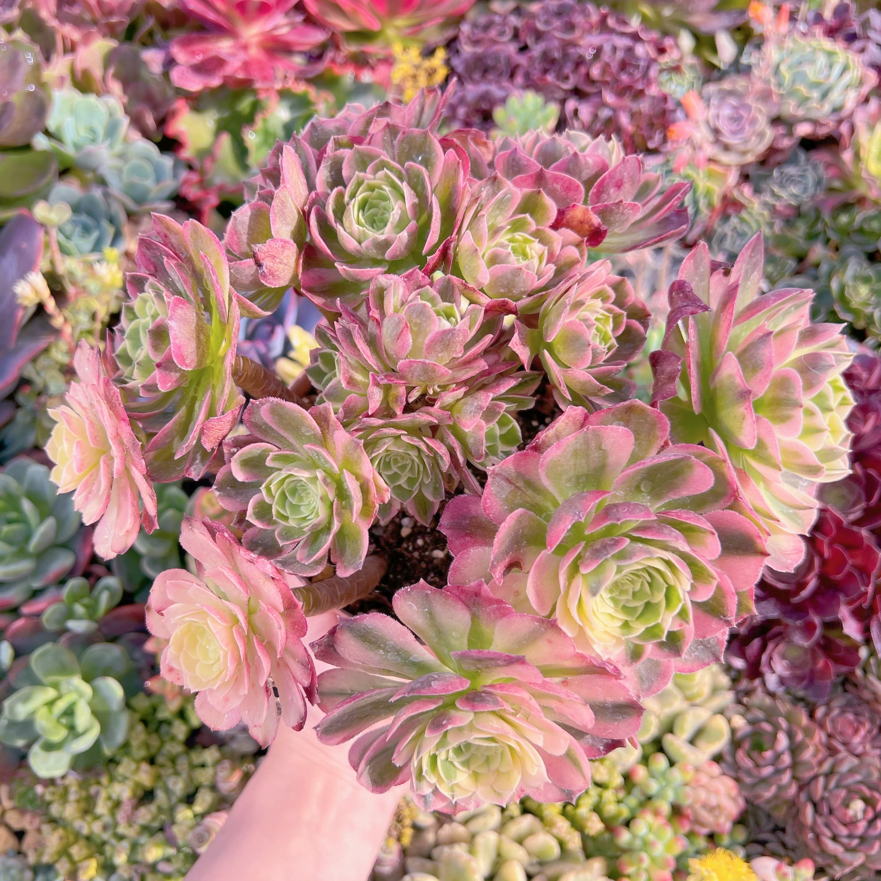 現品　海王#701　特大群生　新入荷　るる農園