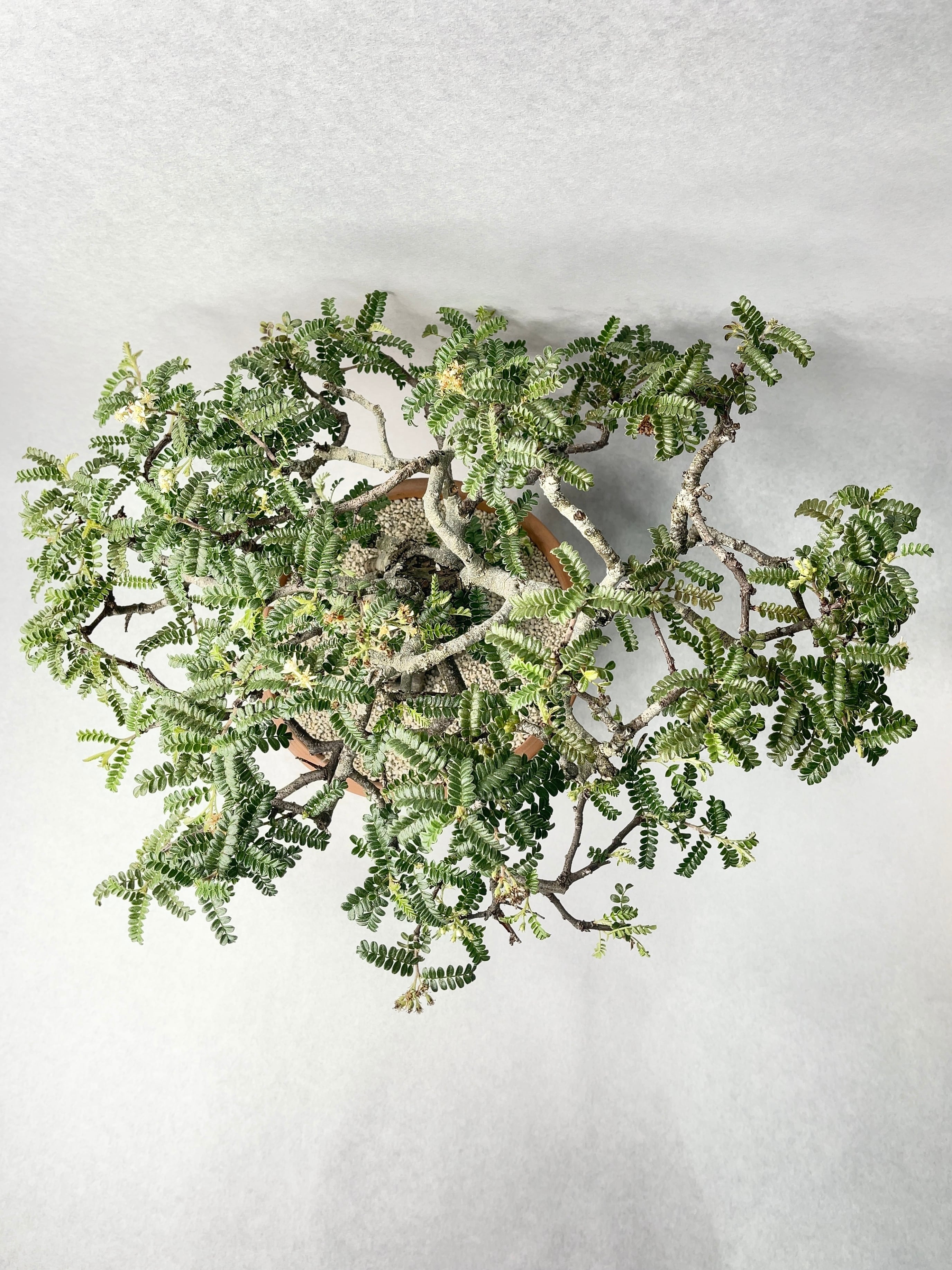 テンノウメ・天の梅 | trigger