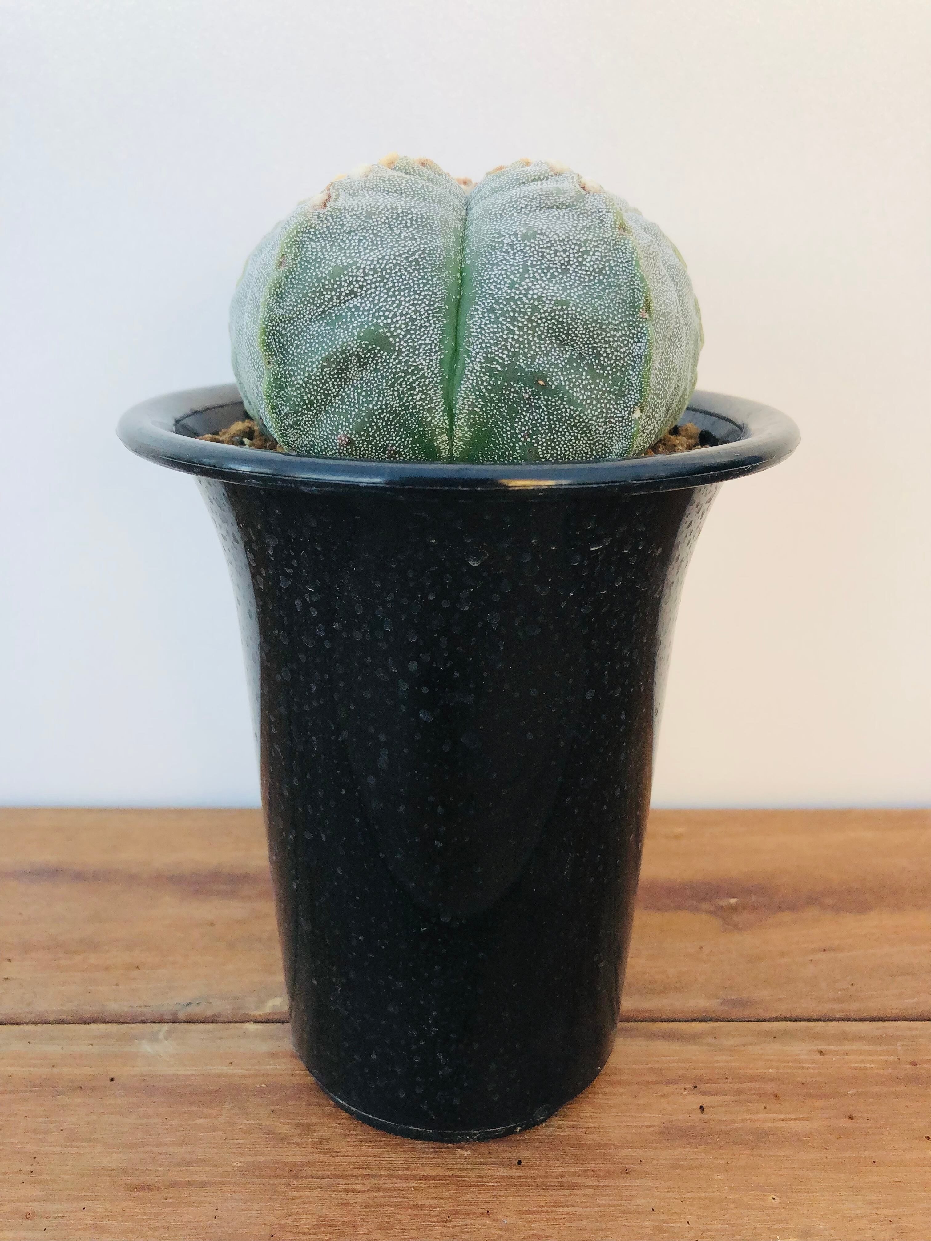 Astrophytum アストロフィツム ランポー玉 肋骨タイプ サボテン