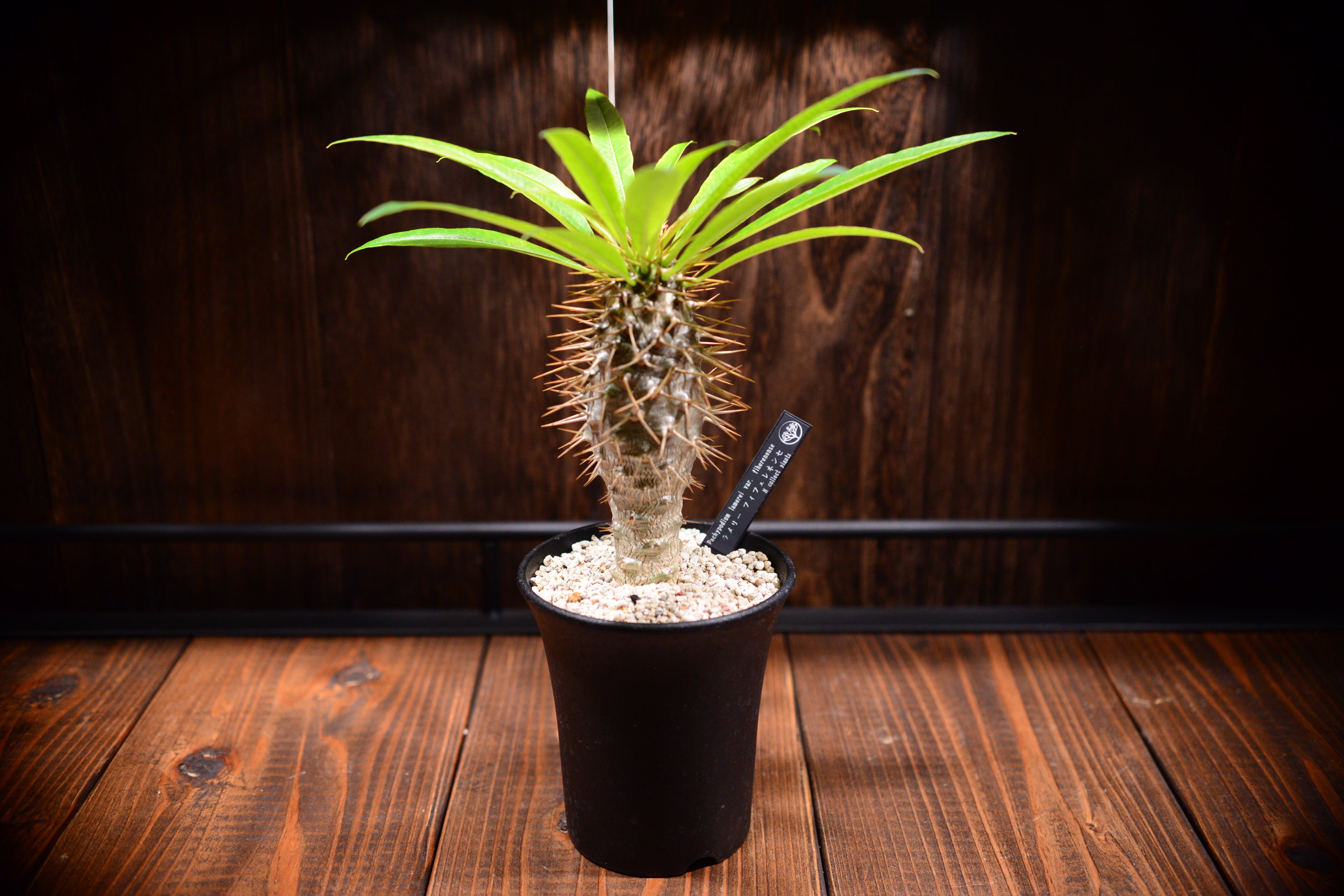 パキポディウム ラメリー フィフェレネンセ | N collect plants