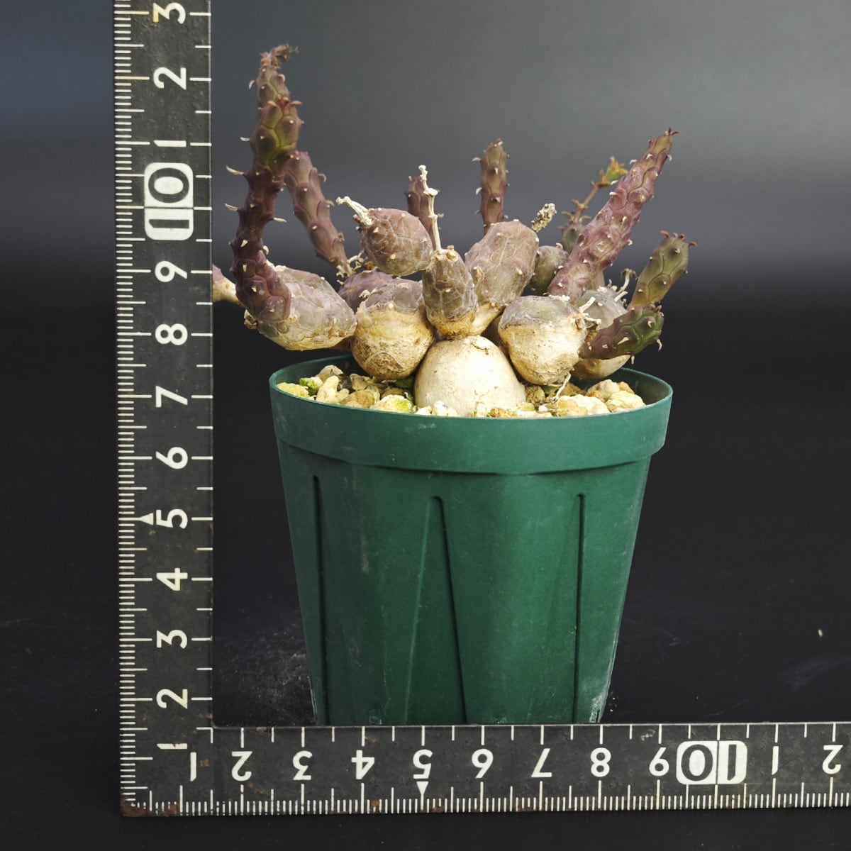 タリナム パニクラーツム 紫葉 〛レア☆Talinum​ Paniculatum 塊根植物