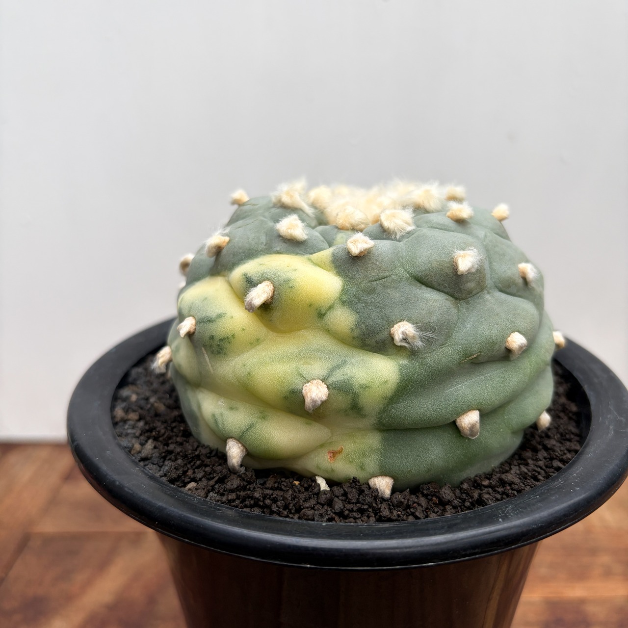 Lophophora diffusa variegata【ロフォフォラ・翠冠玉錦】