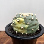 Lophophora diffusa variegata【ロフォフォラ・翠冠玉錦】