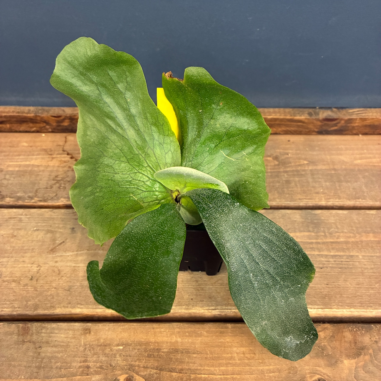 ビカクシダ Platycerium ellisii【823】【再撮影】