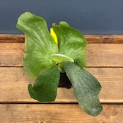ビカクシダ Platycerium ellisii【823】【再撮影】
