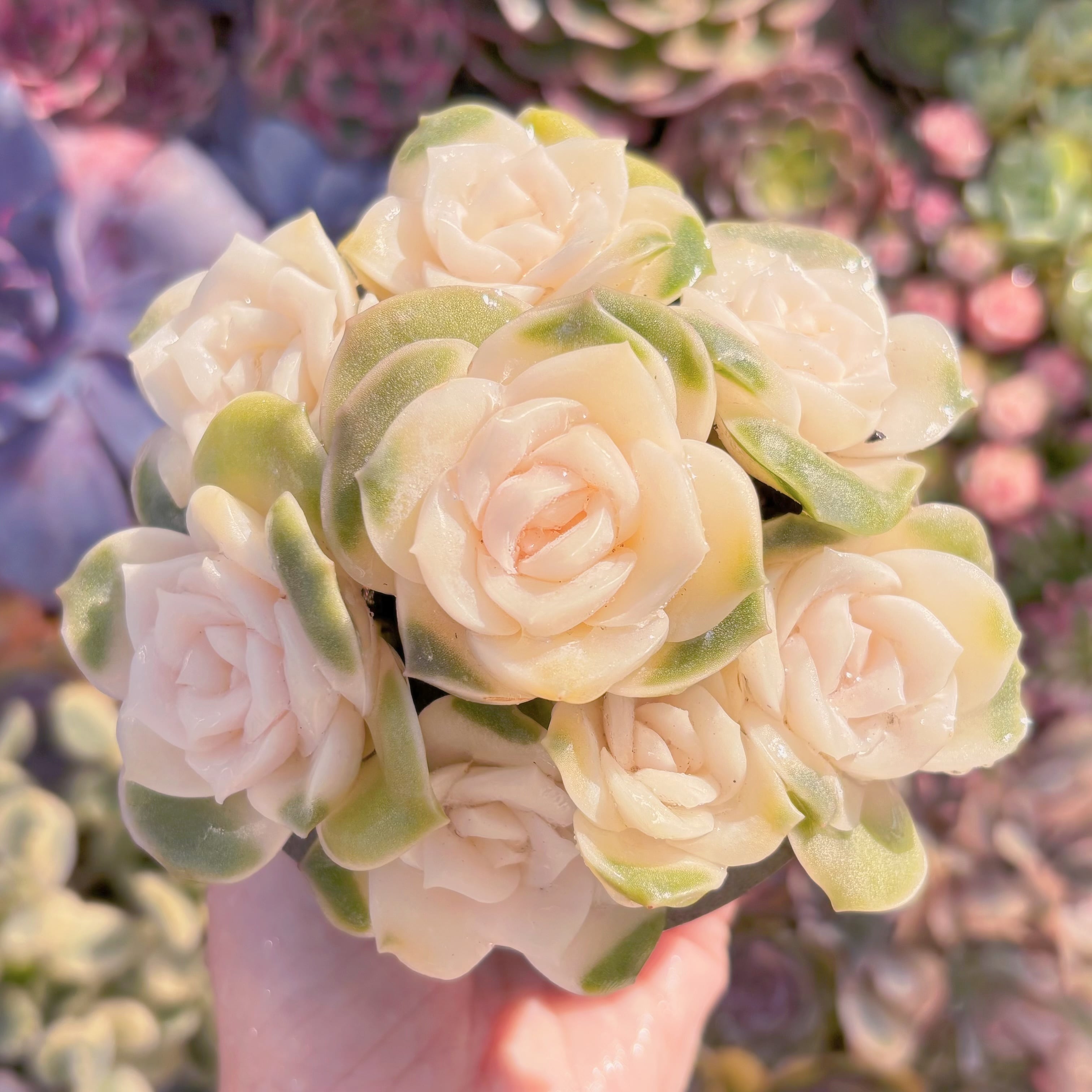 現品　ラブリーローズ錦#003　るる農園