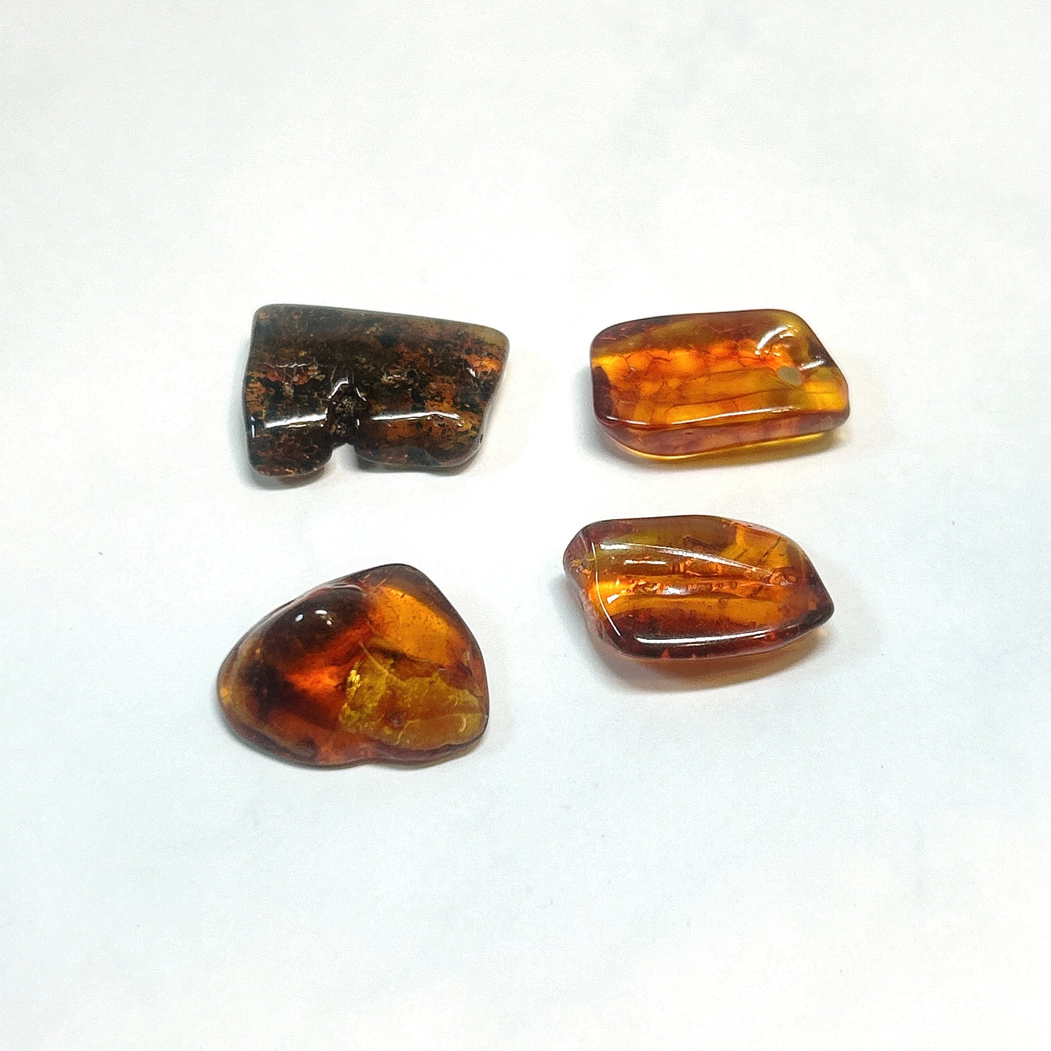 化石標本】 | クリスタル・ワールド御徒町店