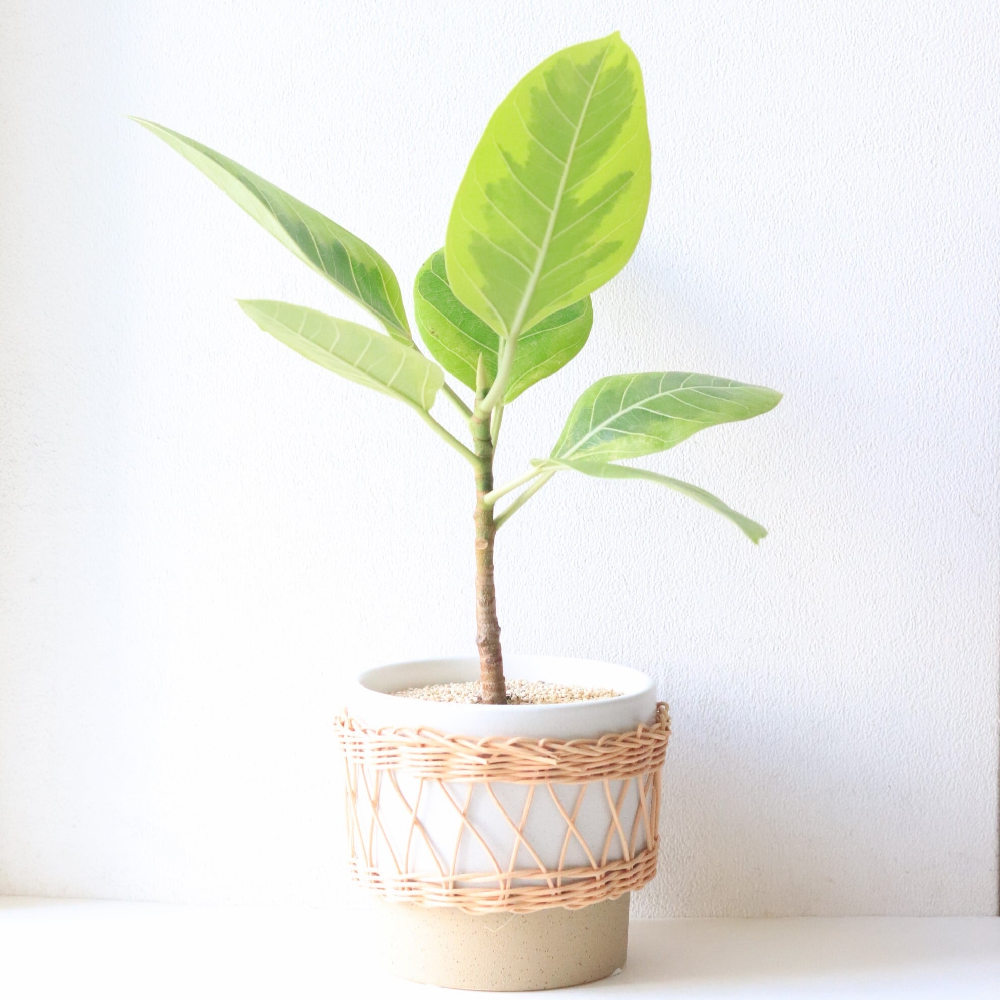 【グリーン】フィカスアルテシマ