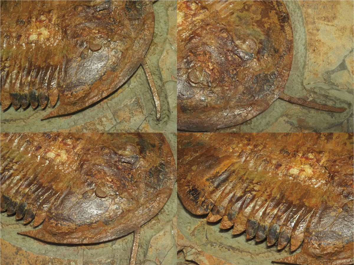 2匹w超大型プレート！触覚！三葉虫【Megistaspis hammondi】【5970g