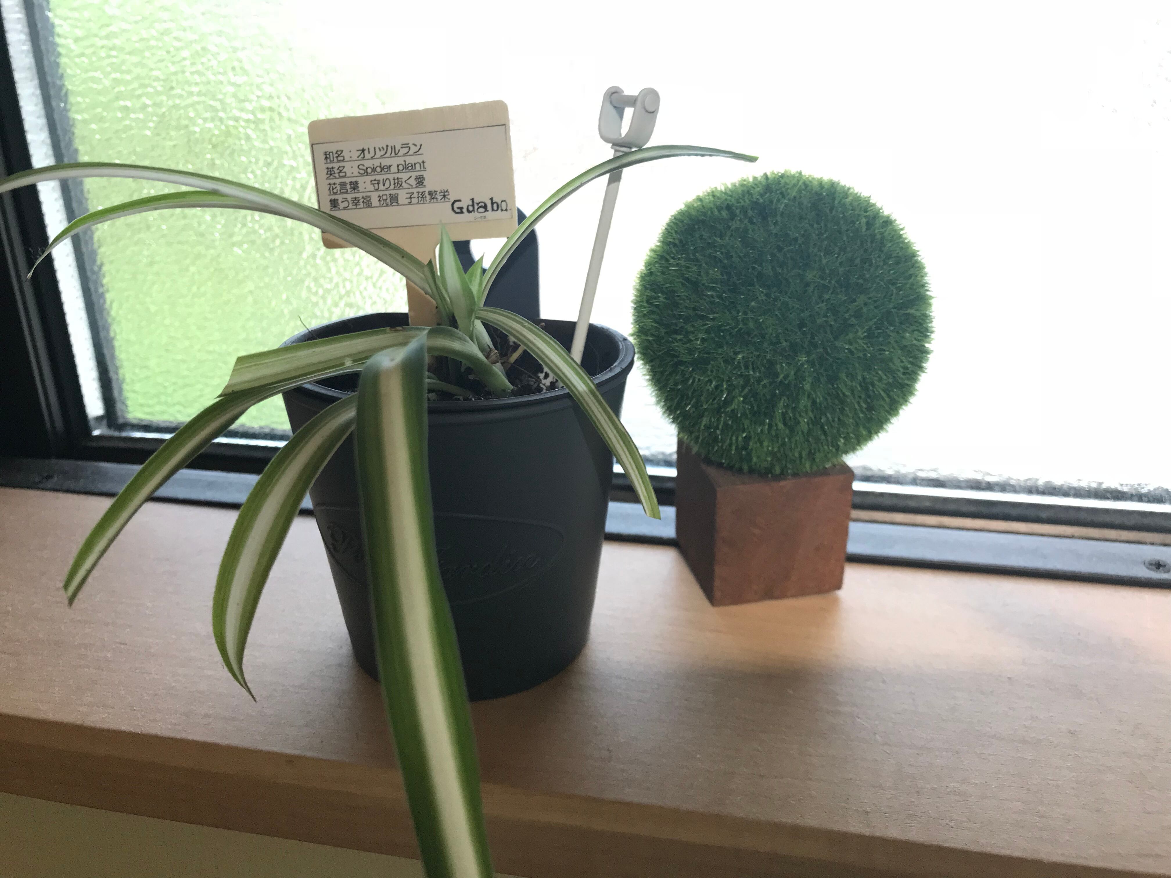 オリヅルラン 栽培セット 花言葉 守り抜く愛 プレゼント 観葉植物 インテリア Gdabo じーだぼ オリヅルラン 栽培セット 花言葉 守り抜く愛 プレゼント 観葉植物 インテリア Gdabo じーだぼ