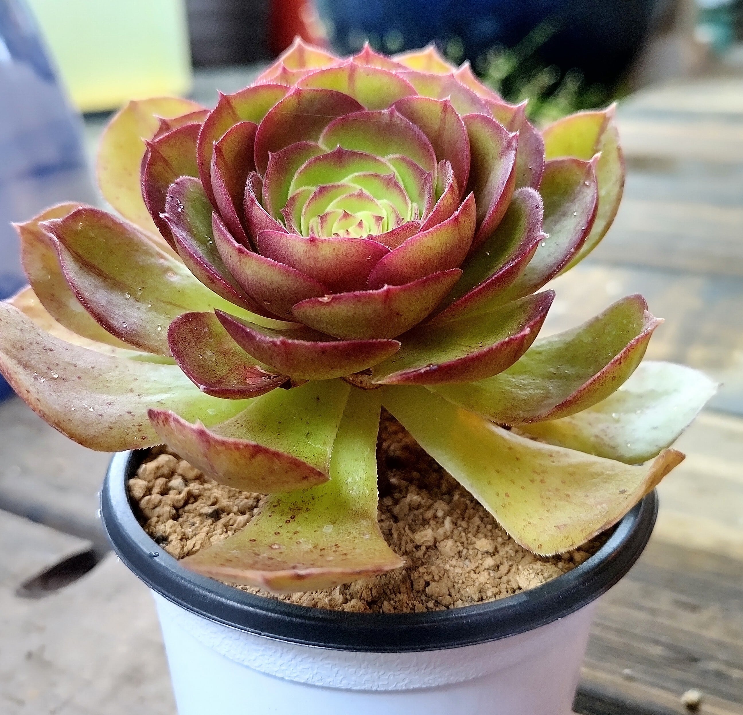 ハロウィン(アエオニウム) | RuPo 多肉植物専門店