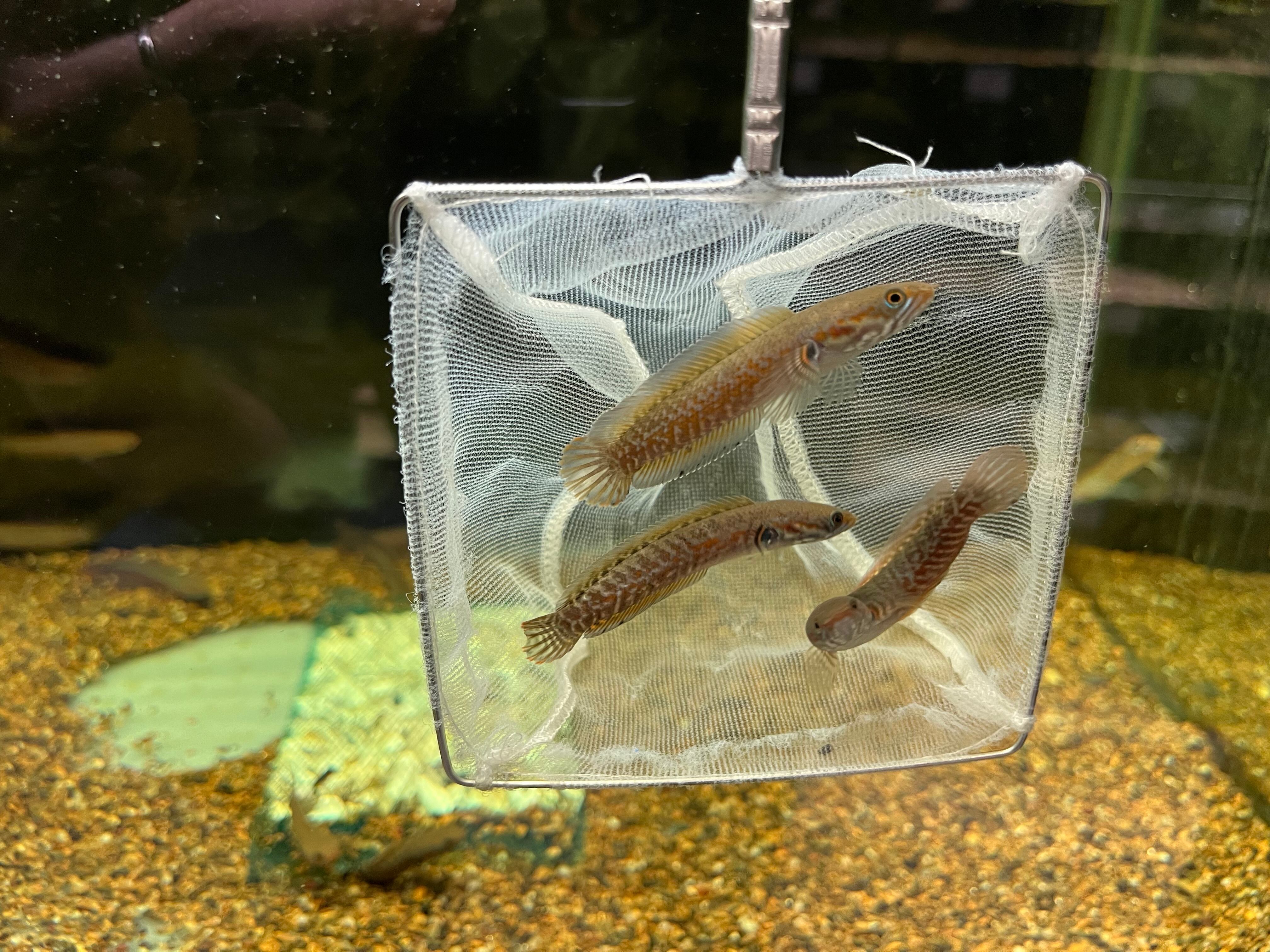 冷凍】ヤワゲネズミ SS 5匹セット | Pay ID