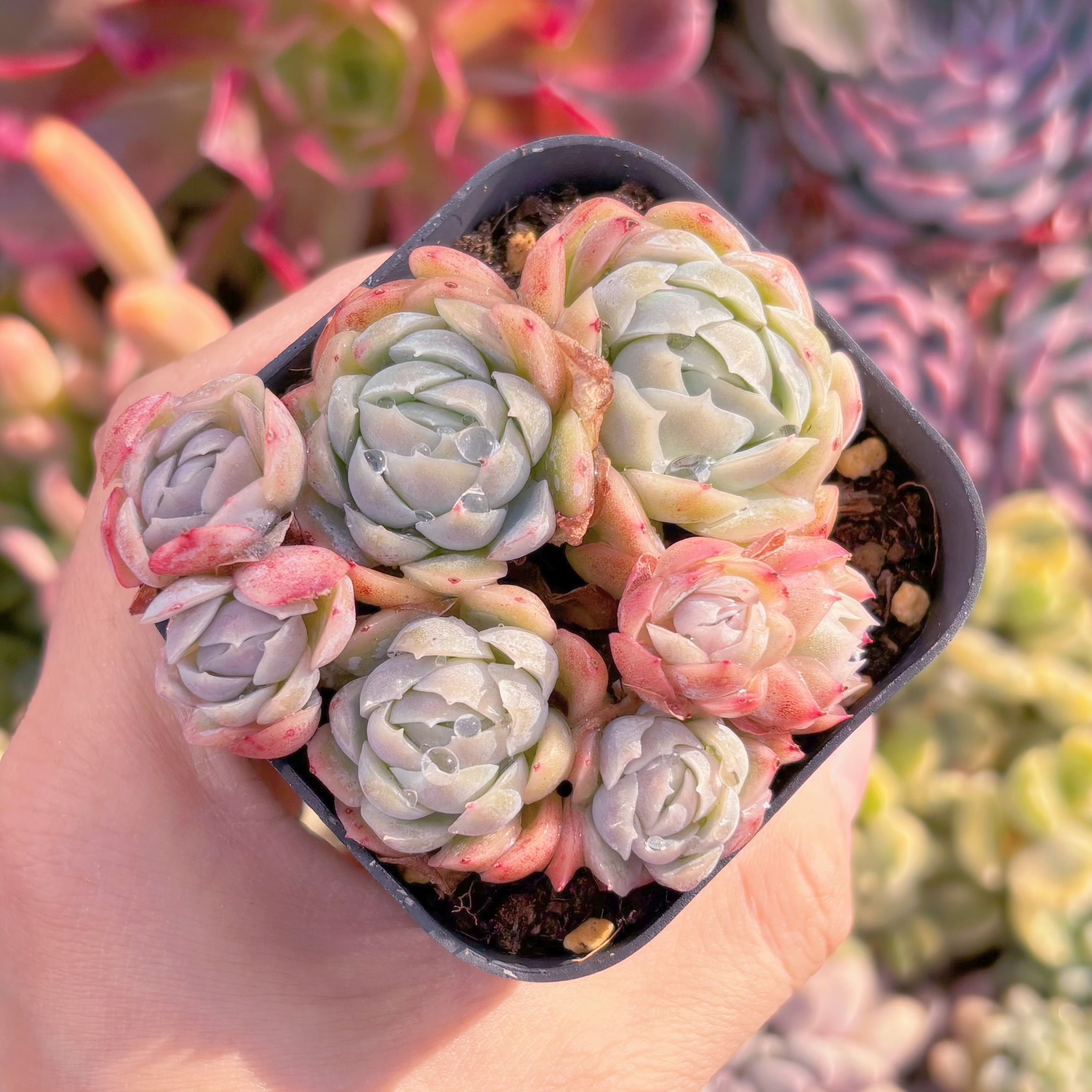 現品　クリームベリー#2002　るる農園