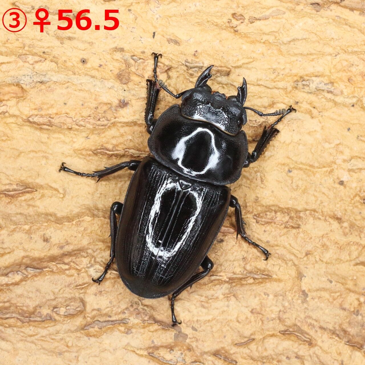 ♂86.2(24H2)・♀55.2(24B1)・♀56.5(24D3)◇オオクワガタ能勢YG血統