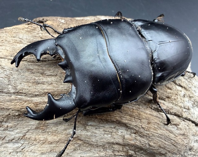 【WD】短歯《アルキデスヒラタ ベンクール産 80.5mm（胸幅33.5mm） ペア》