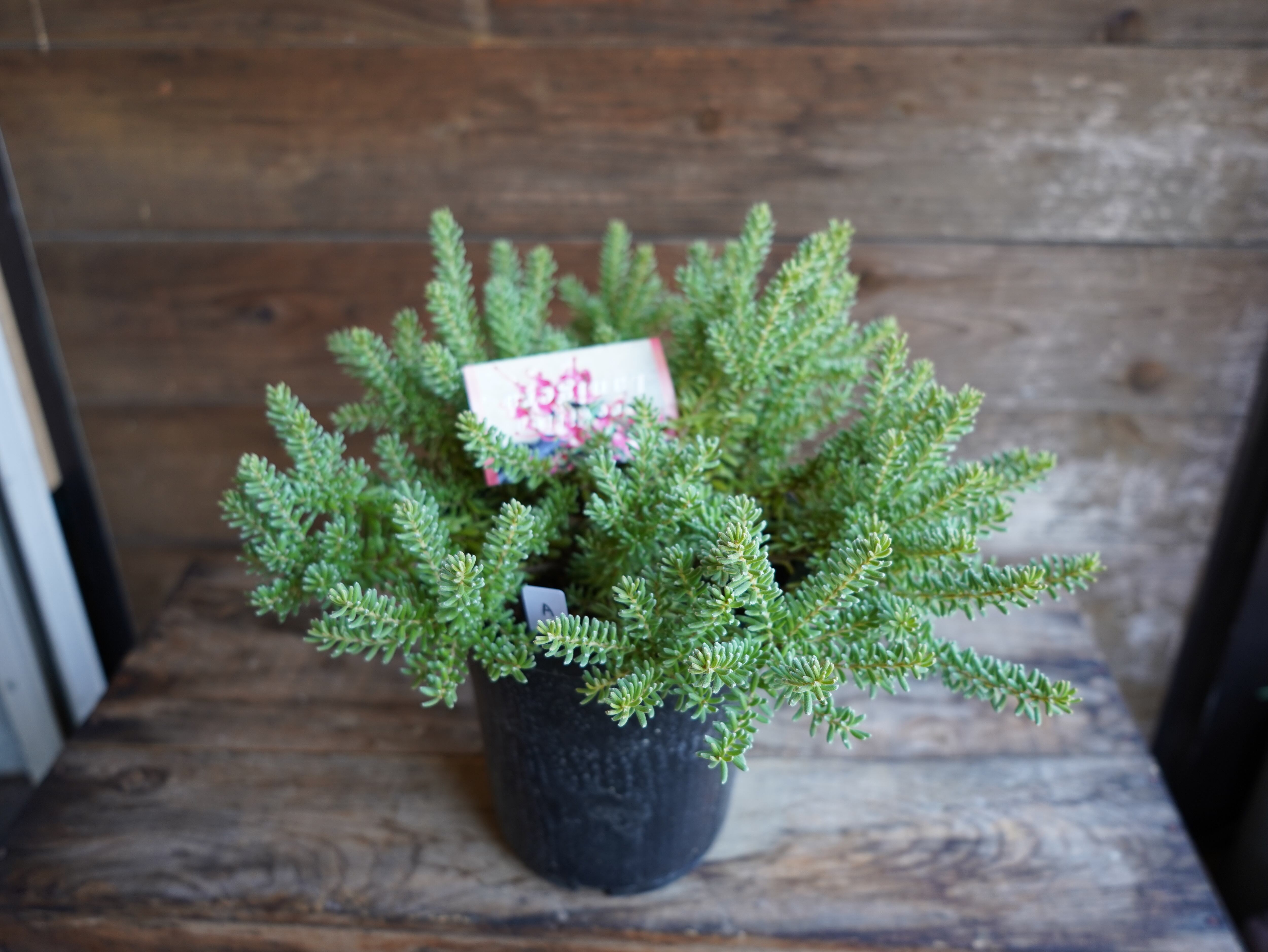 【現物】グレビレア　”ラニゲラ”　A