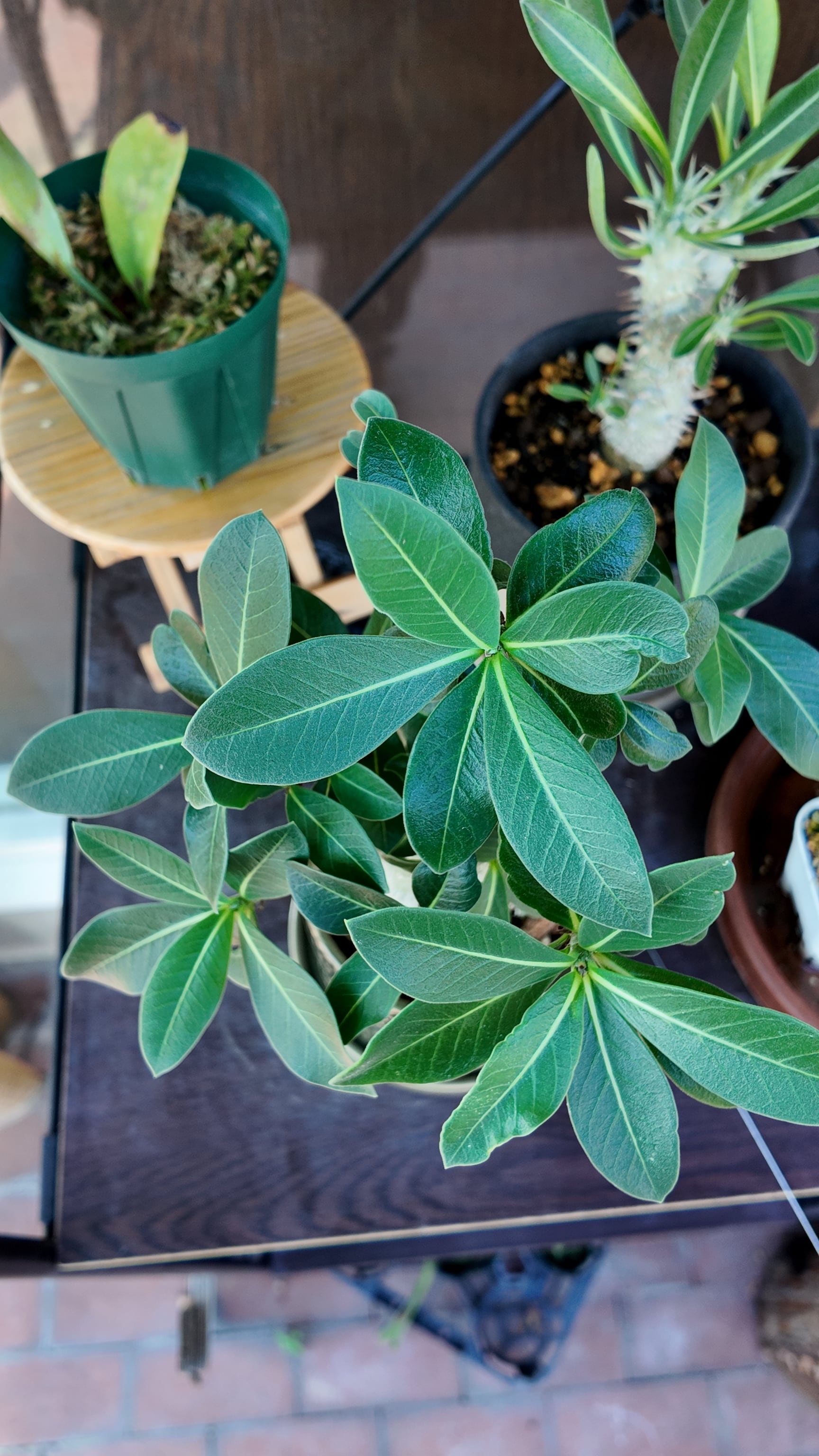 塊根植物】アデニウム アラビカム 黒鉢 | 宮田生花店