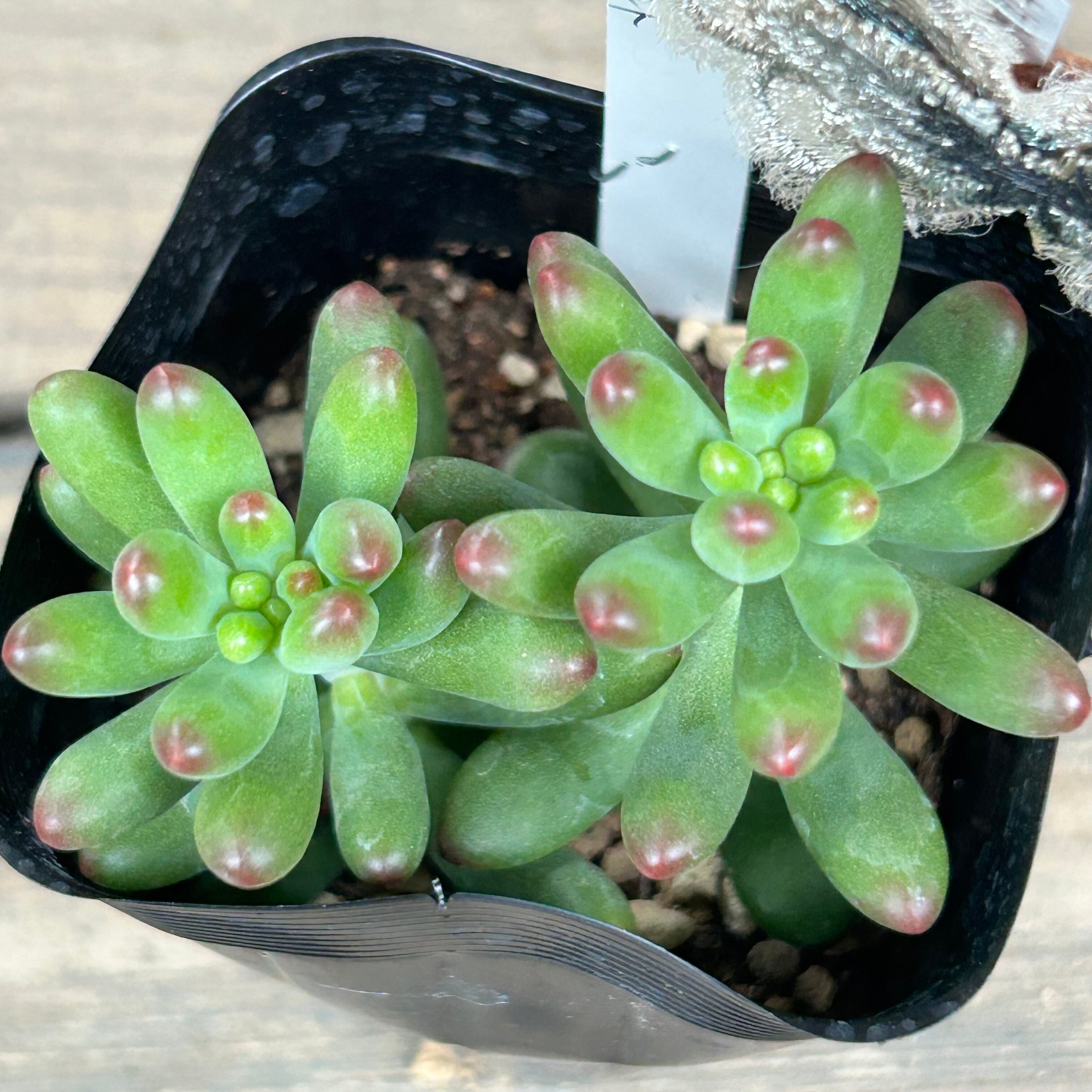 ルビーティント (匠園芸 | RuPo 多肉植物専門店