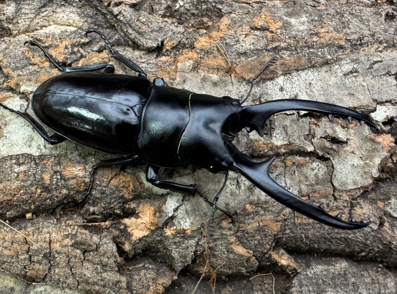 【WD】《フォルフィクラノコギリ（マルバネノコギリ） 69mm ペア》