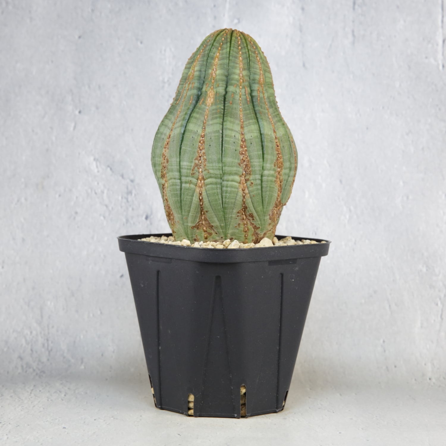 ユーフォルビア　オベサ　大株　瓢箪型 大株 7.5cm ひょうたん型 木質化 マウンテン オベサ / ユーフォルビア