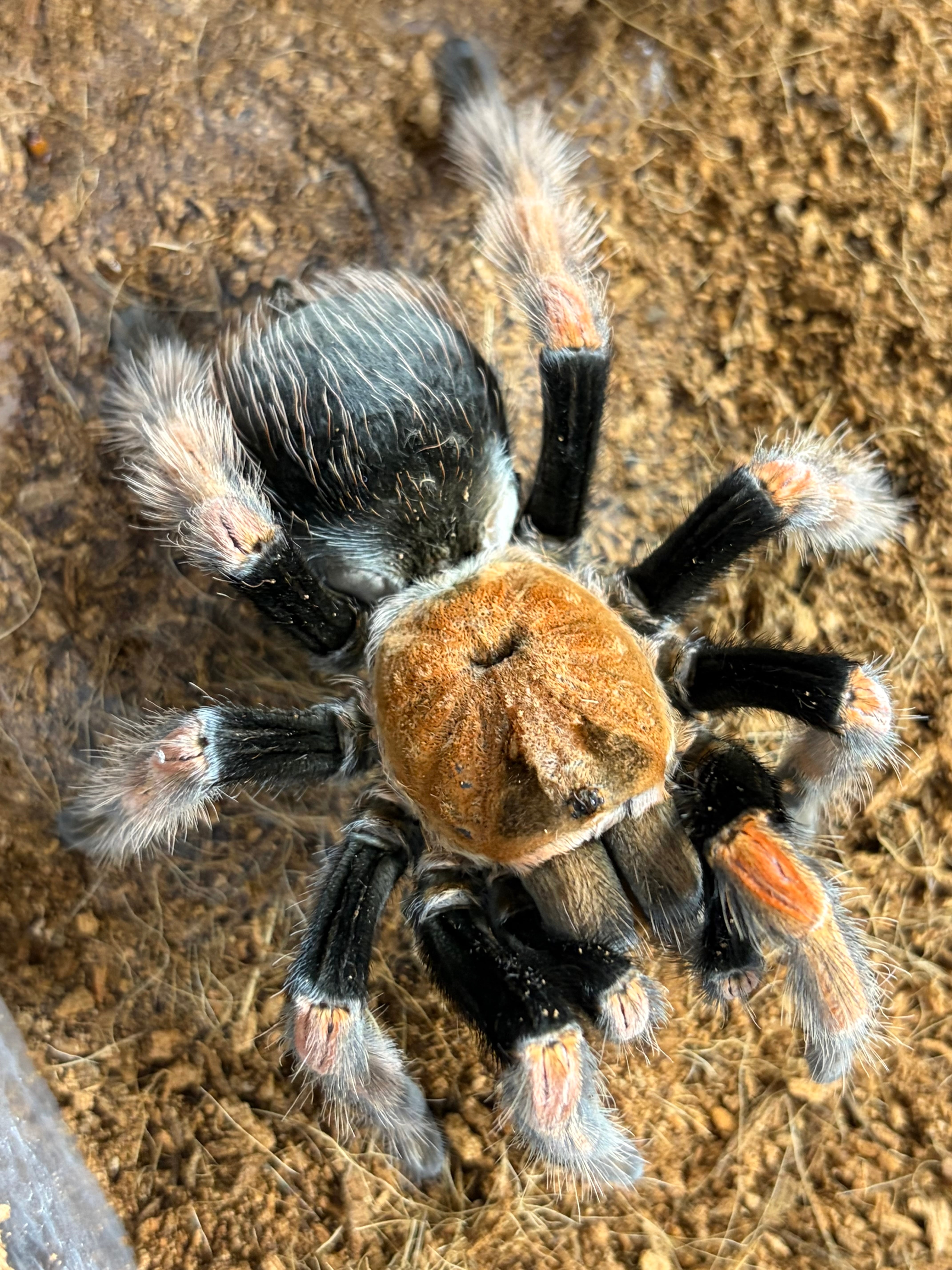2匹set】マンマルコガネ レッドフォーム 標本 とんでもない甲虫