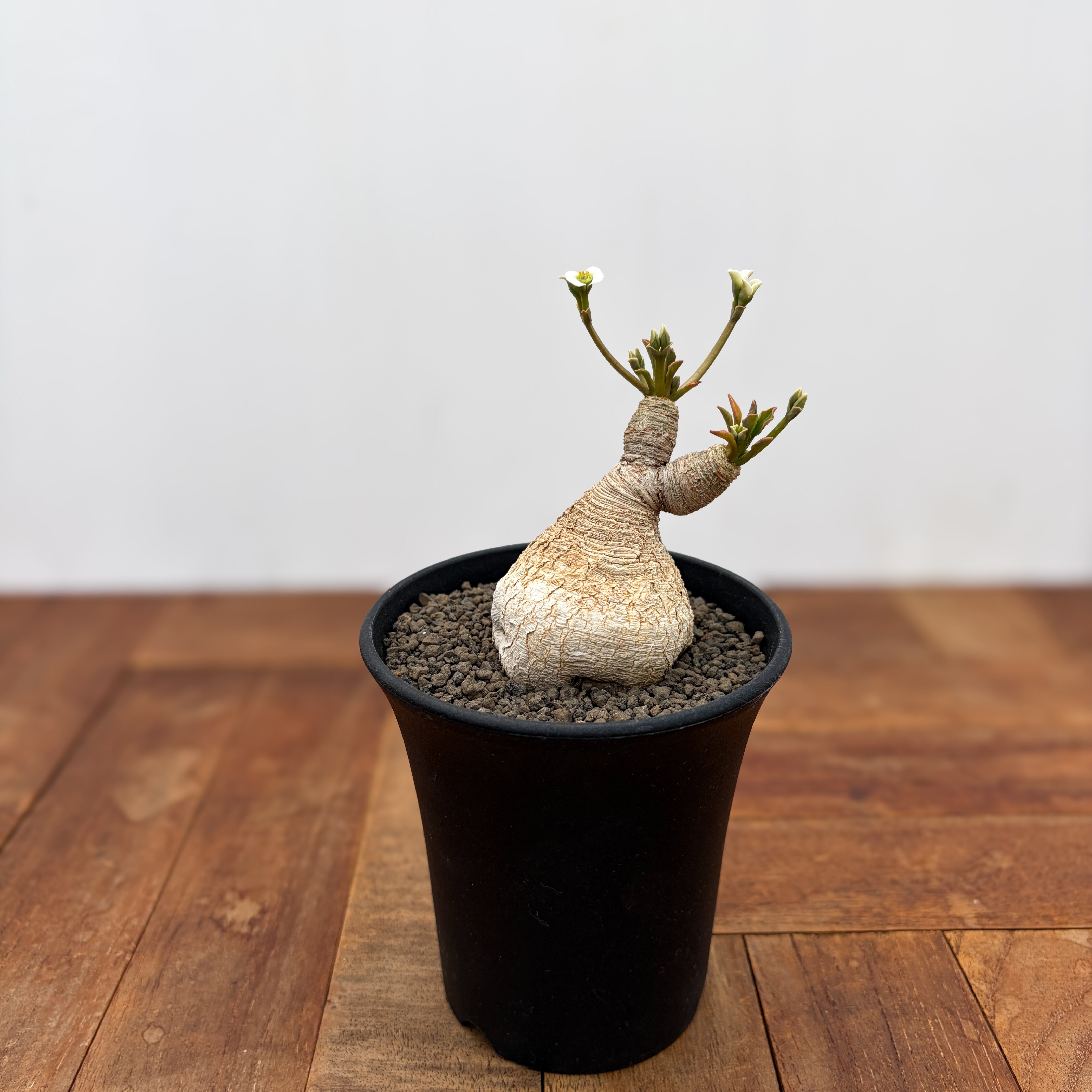 ユーフォルビア　スパンリンギー　フィッシュボーン Euphorbia spannringii【ユーフォルビア・スパンリンギー(フィッシュ