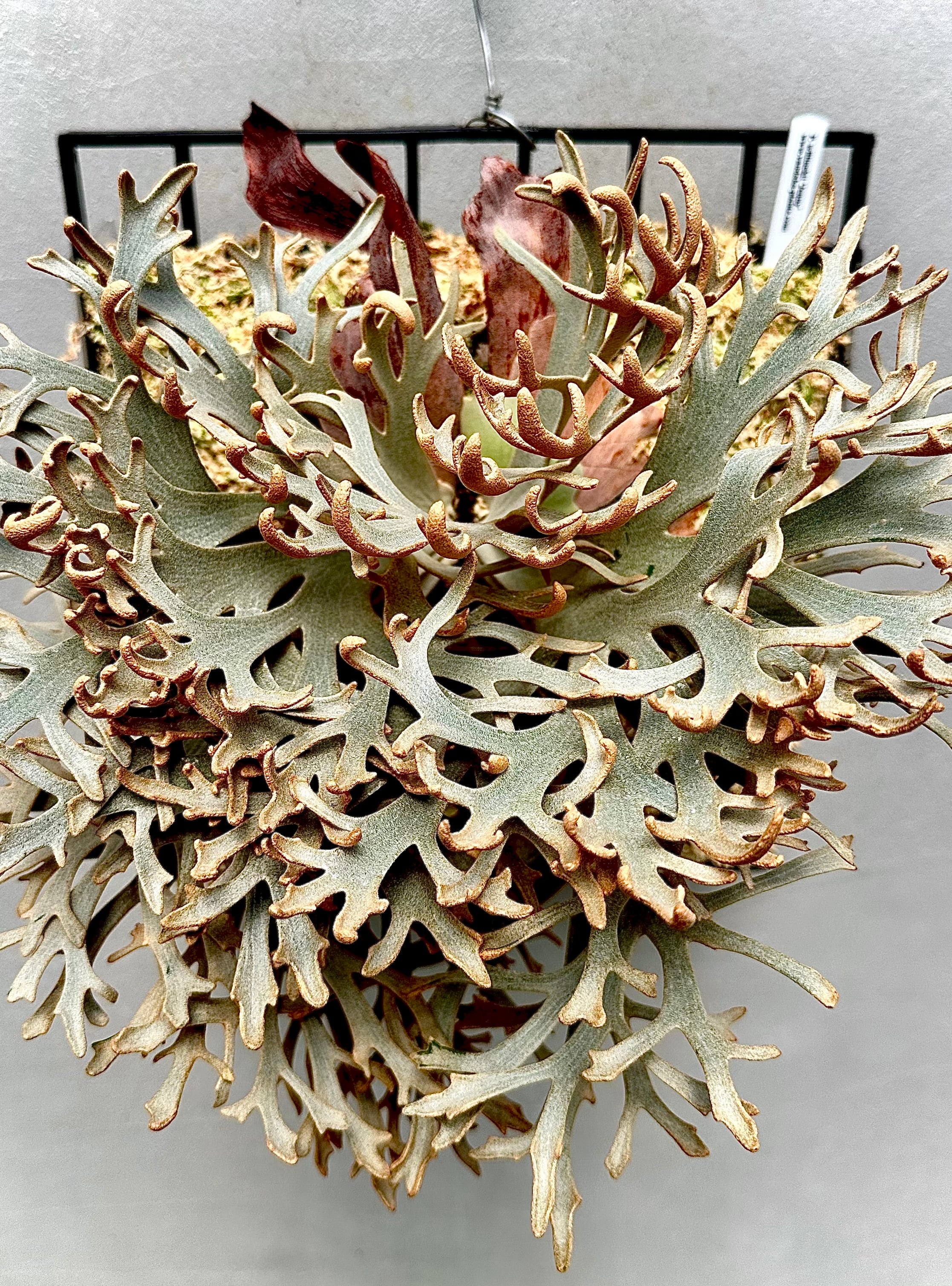 Platycerium_ビカクシダ | vandaka plants