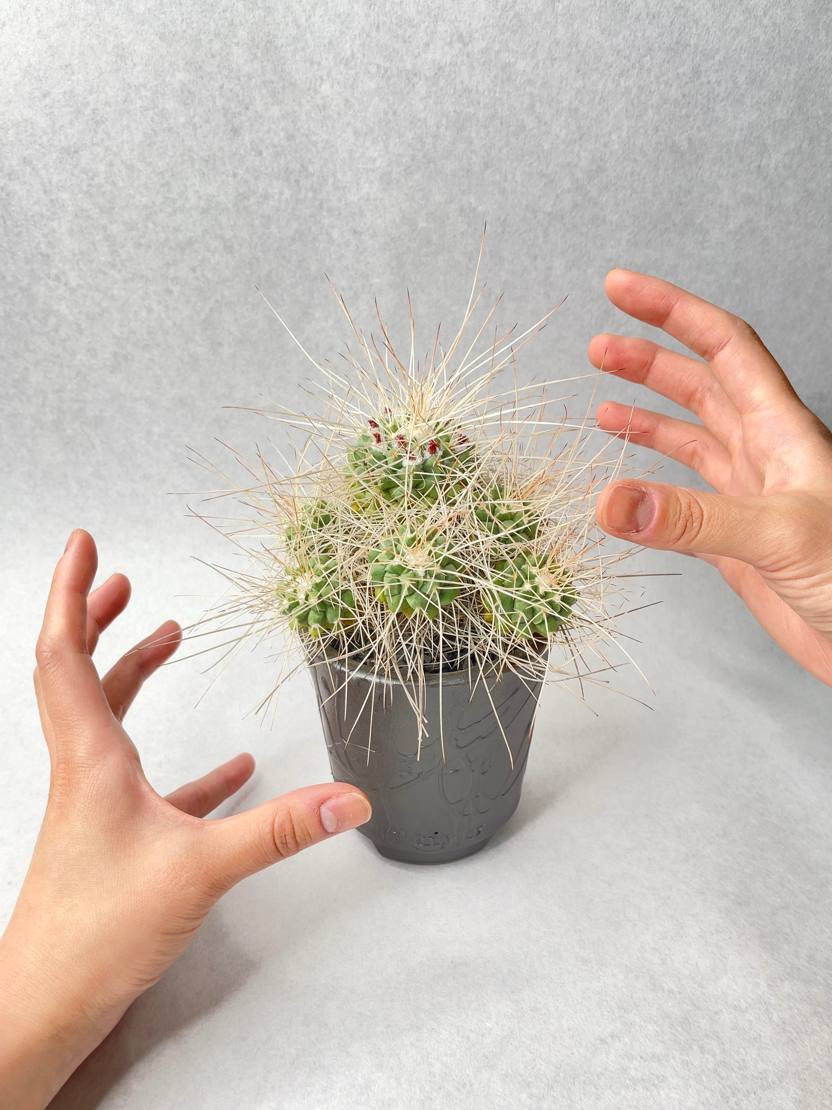 マミラリア・超長刺白竜丸 | trigger