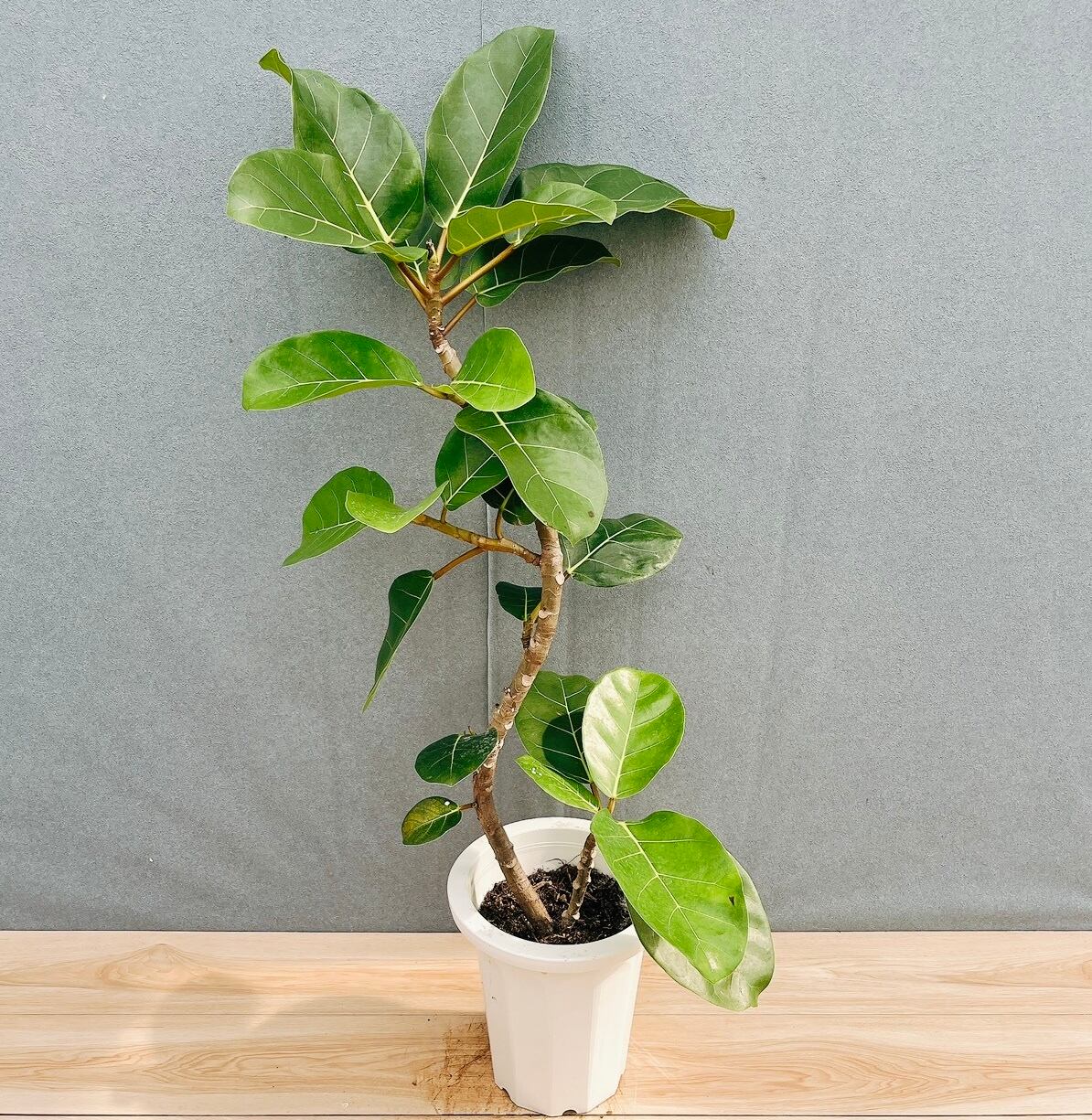 現品］【希少】21番 フィカス アフリカンプリンス 8号 観葉植物 室内