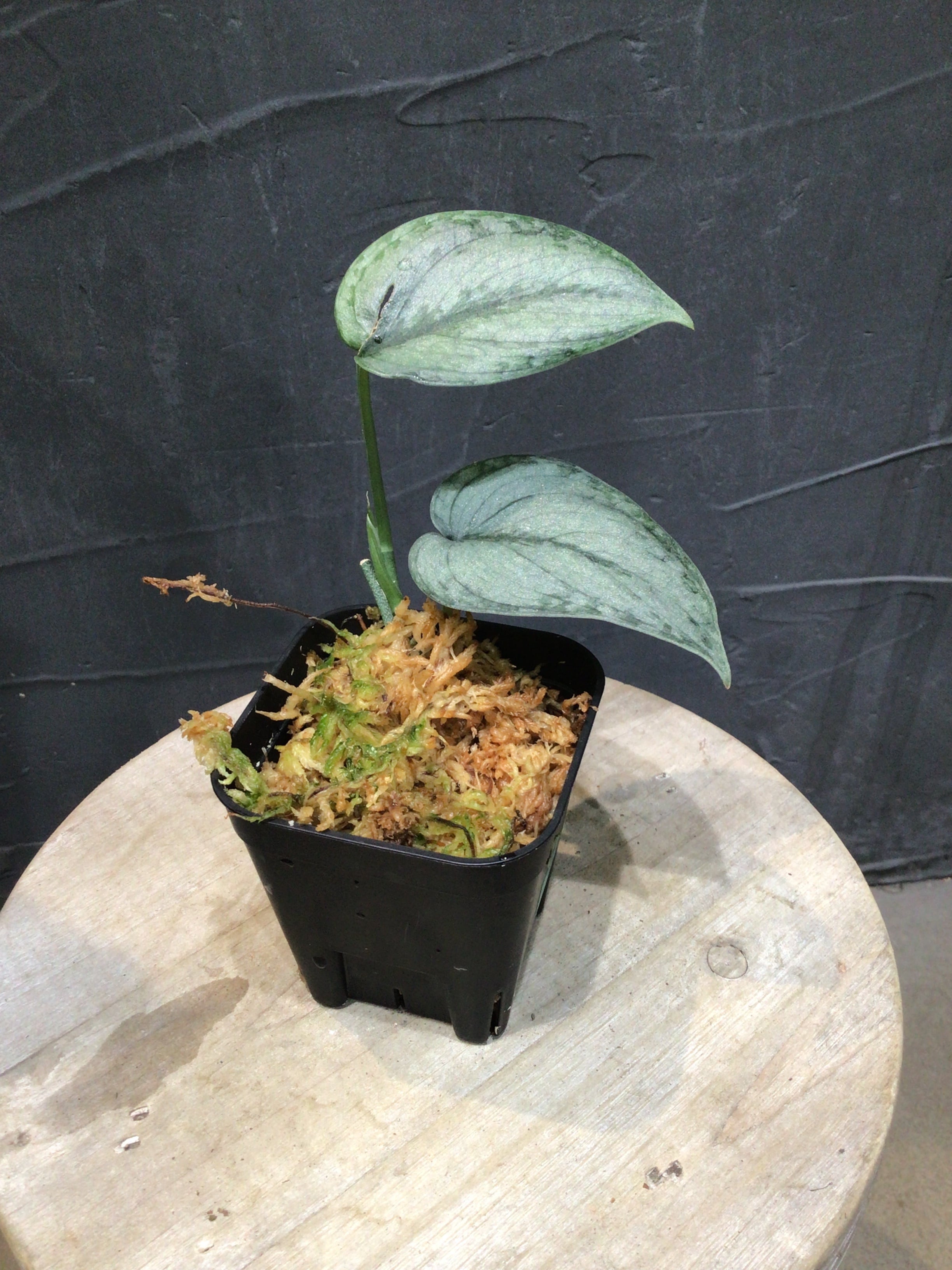 S126 スキンダプサス SPパラワン | MIDORIYA 観葉植物専門店