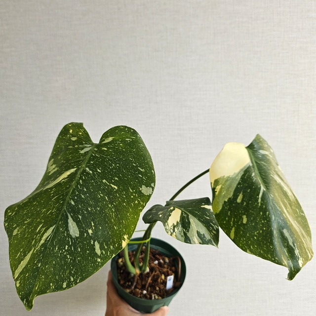 ④〔Monstera​ Thai Constellation〕モンステラデリシオーサタイコンステレーション イエローモンスター 斑入り