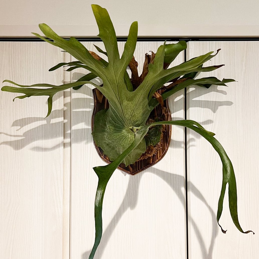 ビカクシダ グランデ 板付 【観葉植物 壁掛け コウモリラン