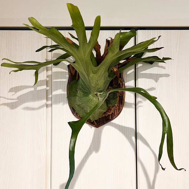 ビカクシダ グランデ 板付 【観葉植物 壁掛け コウモリラン】