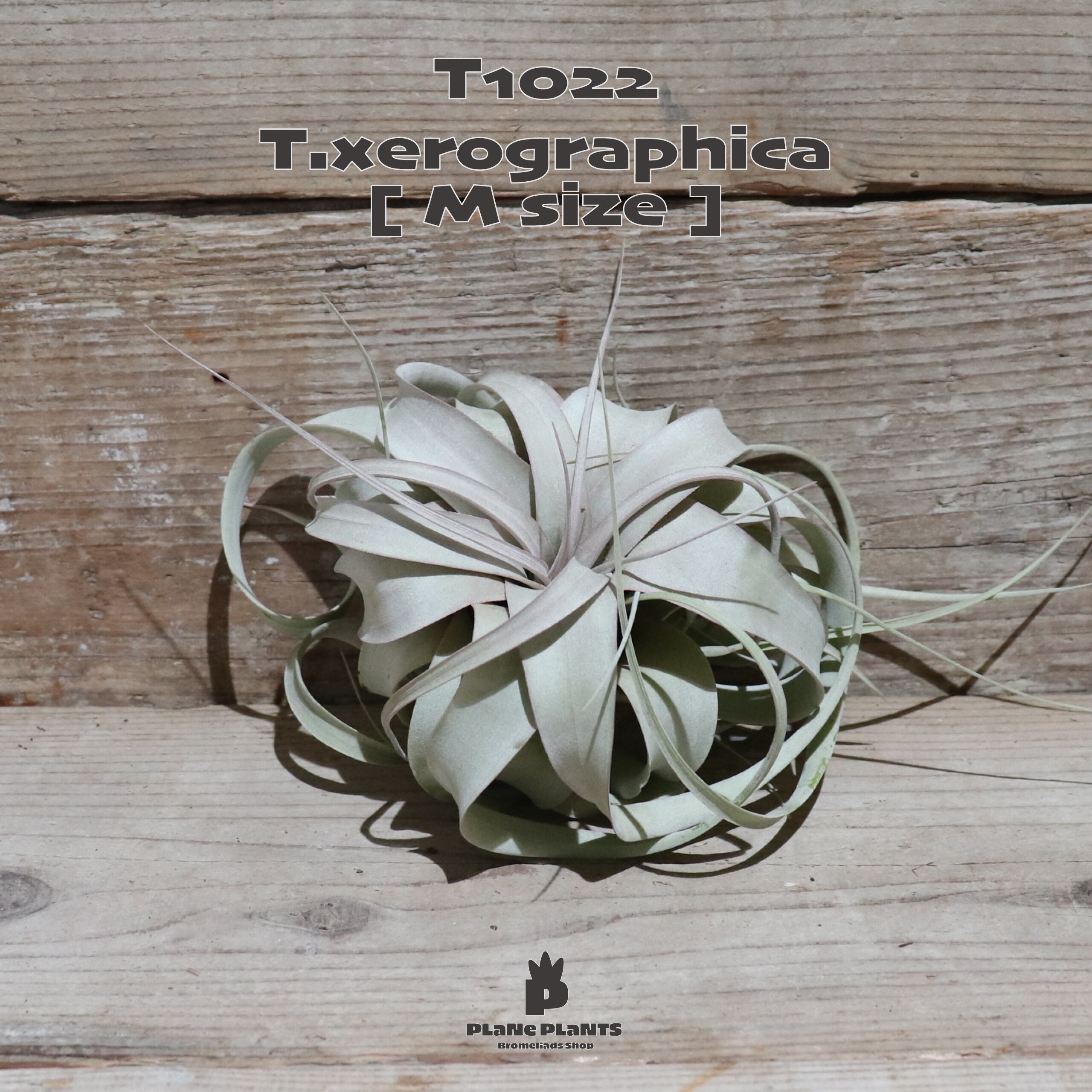 【送料無料】キセログラフィカ M〔エアプランツ〕現品発送T1022