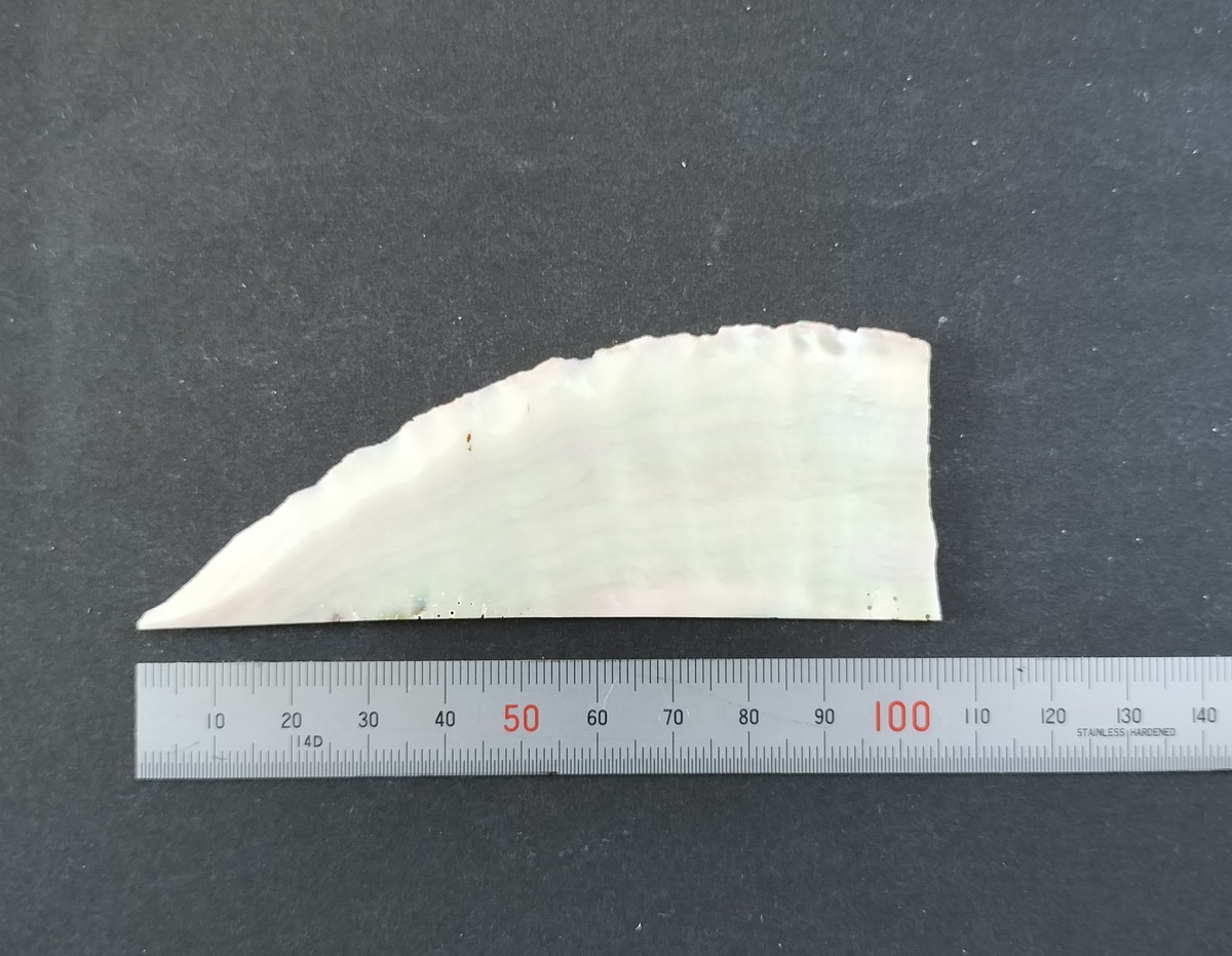 日本あわび貝(厚) 大 Japanese abalone shell | 賀名生漆工芸~Anou Urushi Kougei~