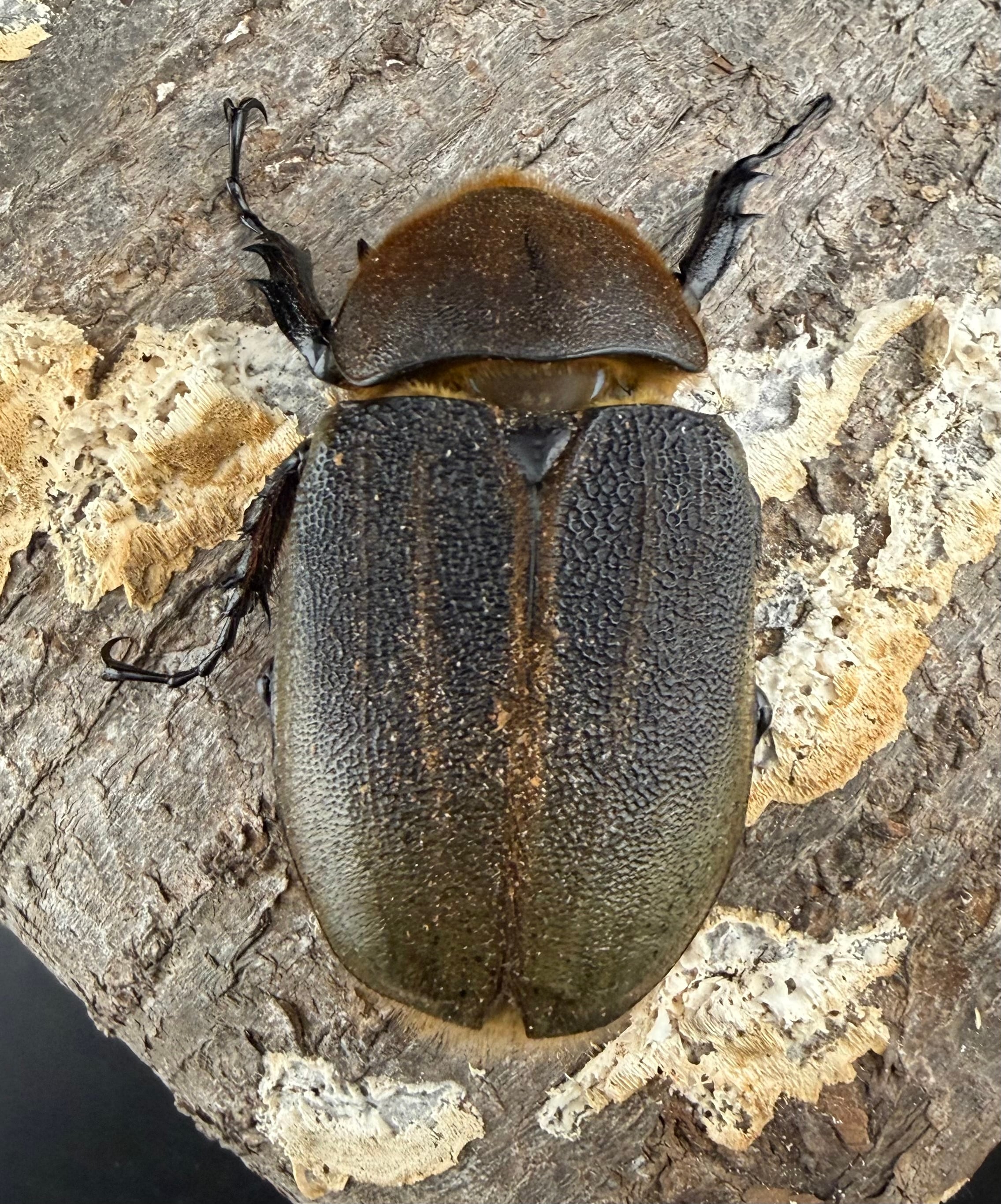 ヘラクレス・ヘラクレス 148mm ペア》 | KPW公式オンラインショップ