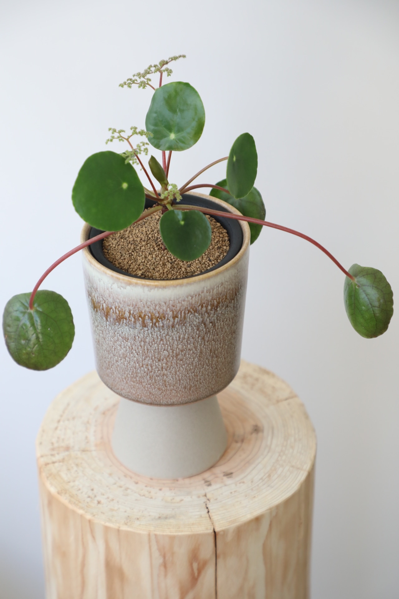 ペペロミア オイデス/Peperomia oides ※陶器鉢カバー付き