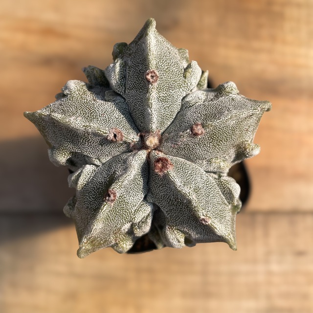 Astrophytum 特良複隆ランポー玉