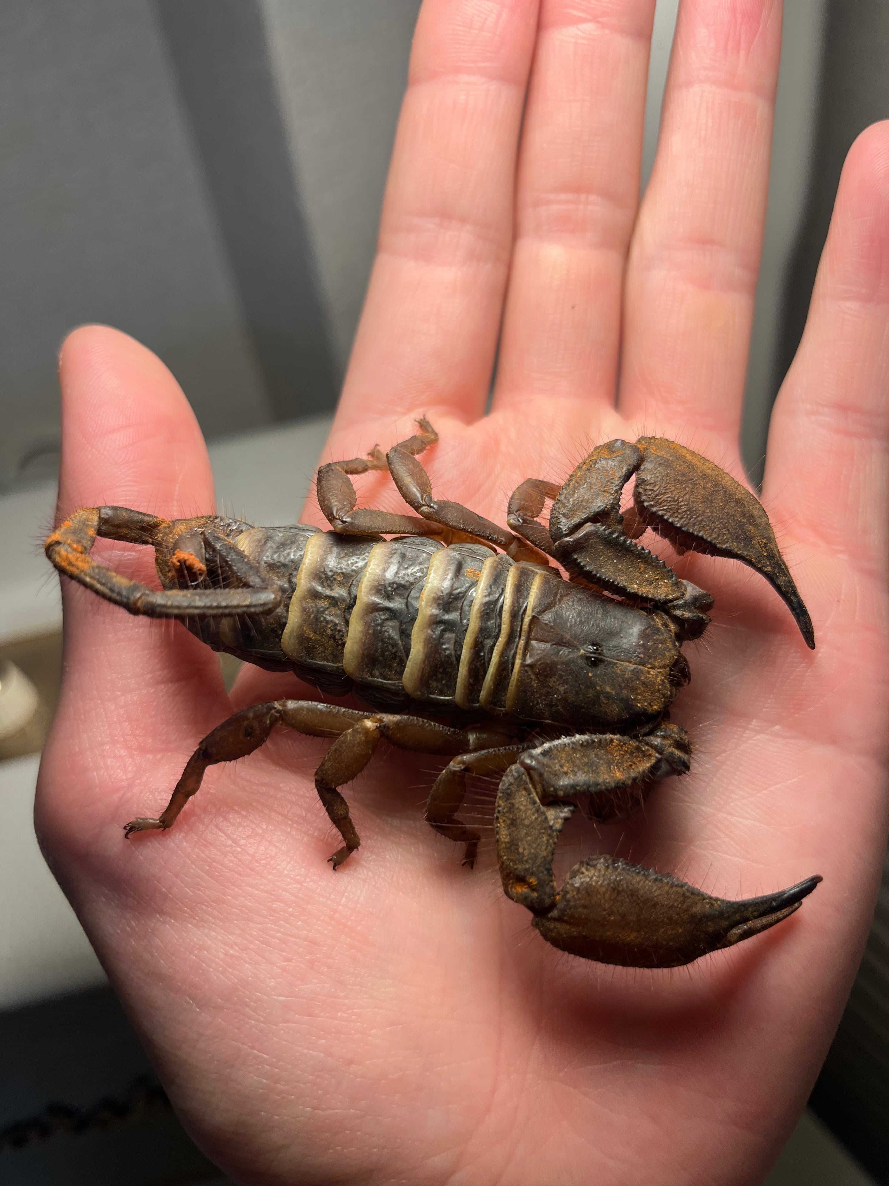 属内最高峰】ホウセキヒメカタゾウムシ コブハムシ タマムシ 超美麗種