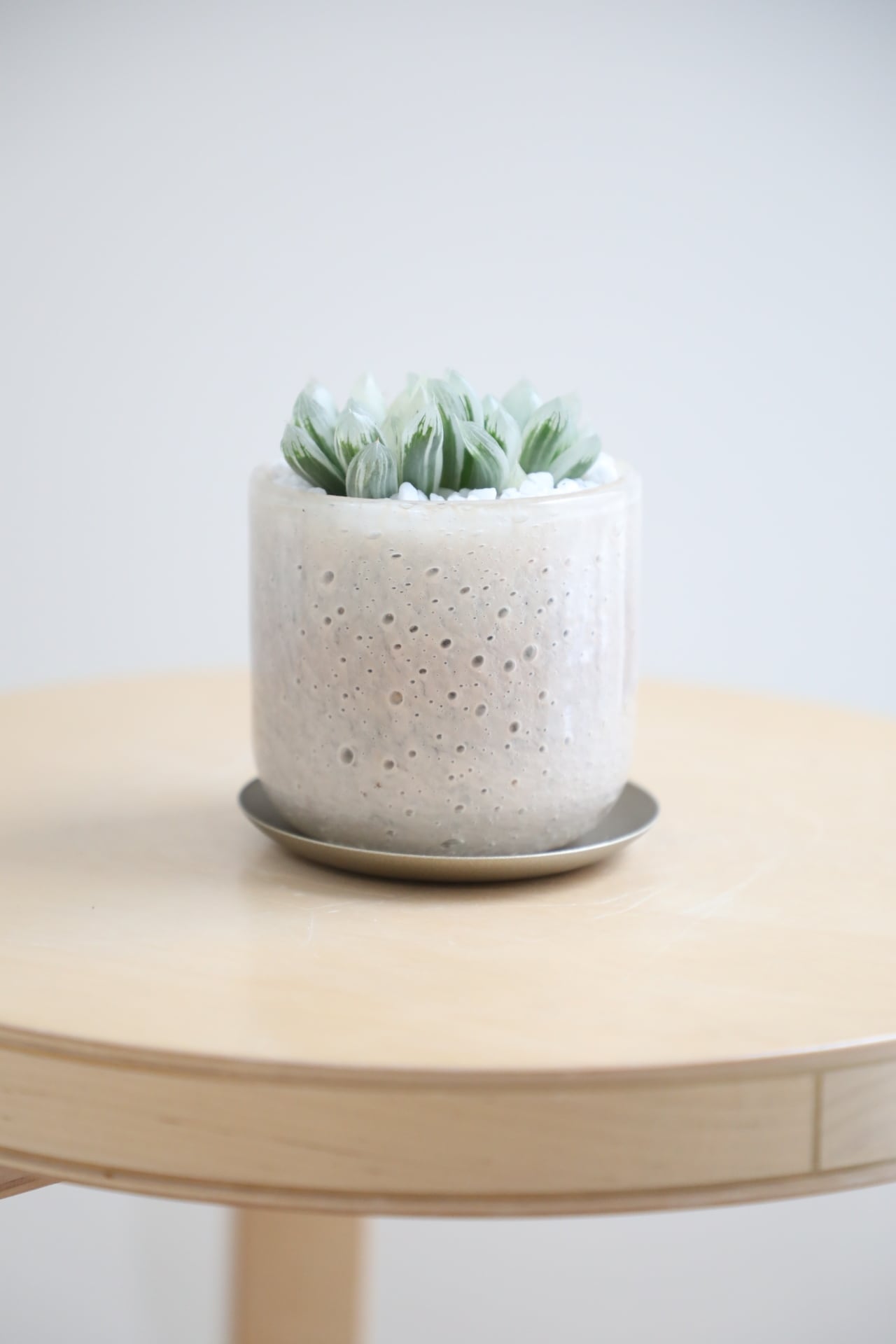 S】ハオルチア オブツーサ錦/Haworthia | 【厳選植物・器】MIDORI