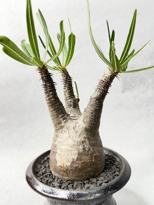 パキポディウム・グラキリス