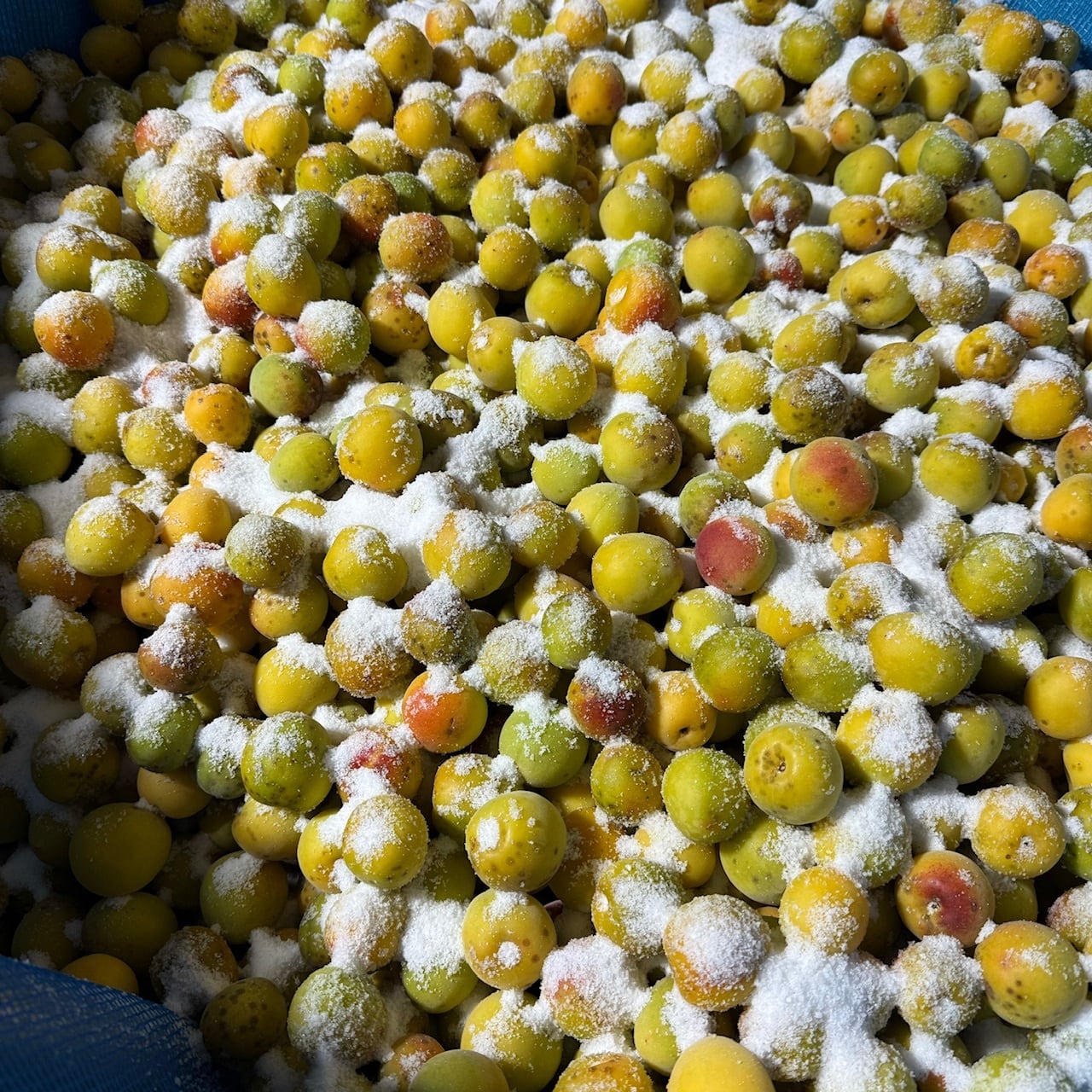 ひとみずの梅干し｜300g | 自然栽培の梅と柑橘 ひ と みず