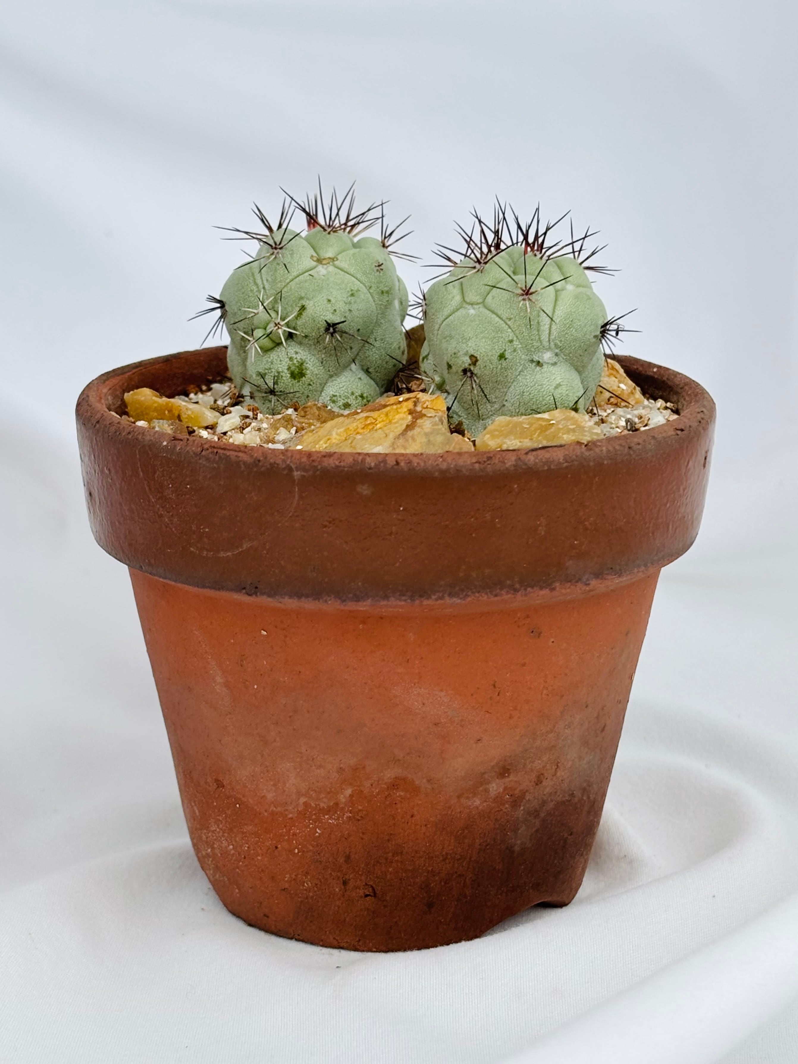 Ortegocactus macdougallii オルテゴカクタス マクドガリー サボテン