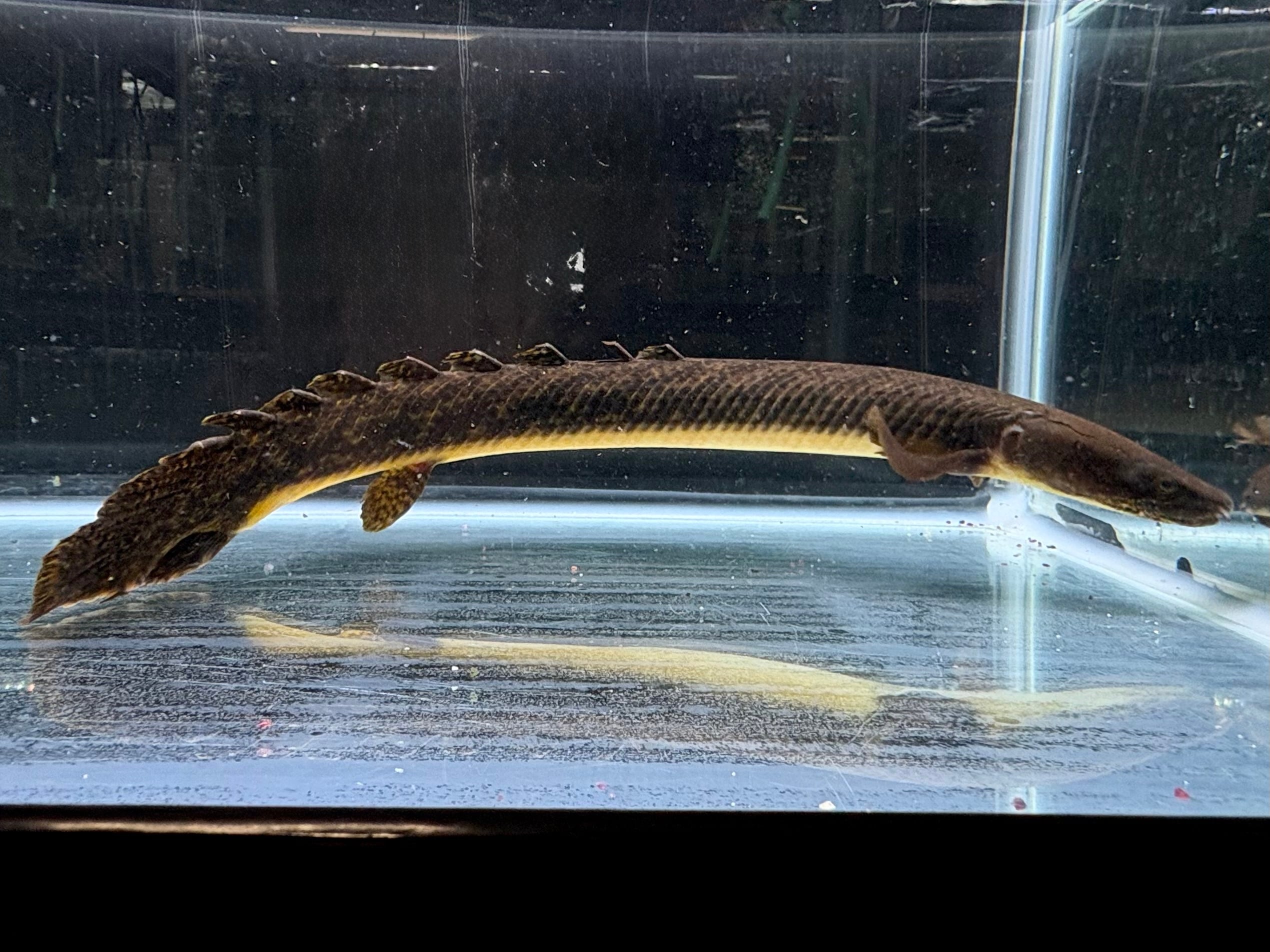 イエローマルリオイデス 7〜8cm± | AQUASTYLEG