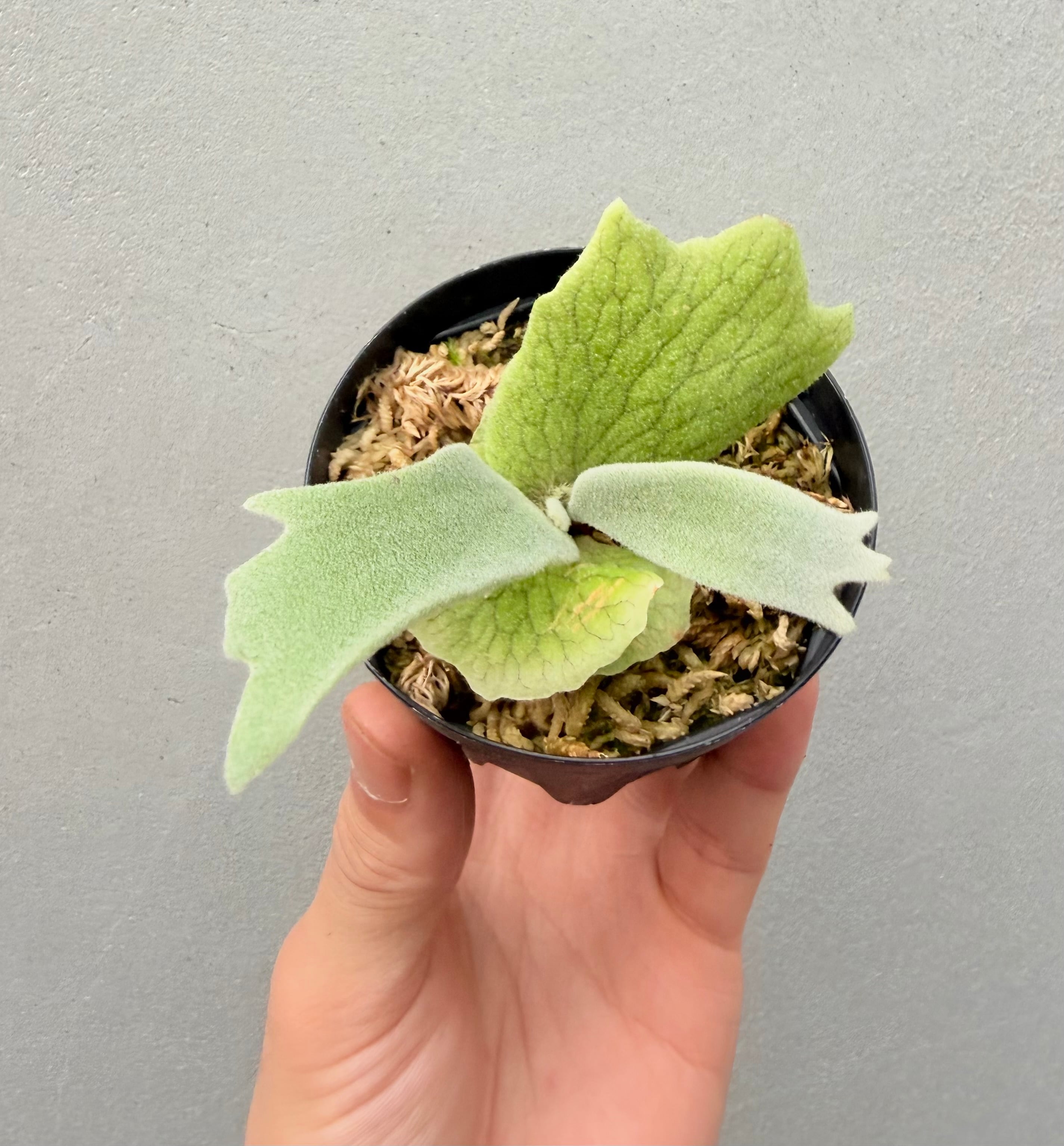 c) P. willinckii 'Frosty Maiden' spore grown ②ビカクシダ