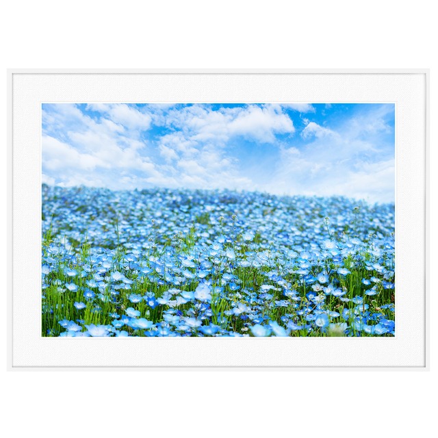 花写真  茨城県 国営ひたち海浜公園のネモフィラ インテリアアートポスター額装 AS3219