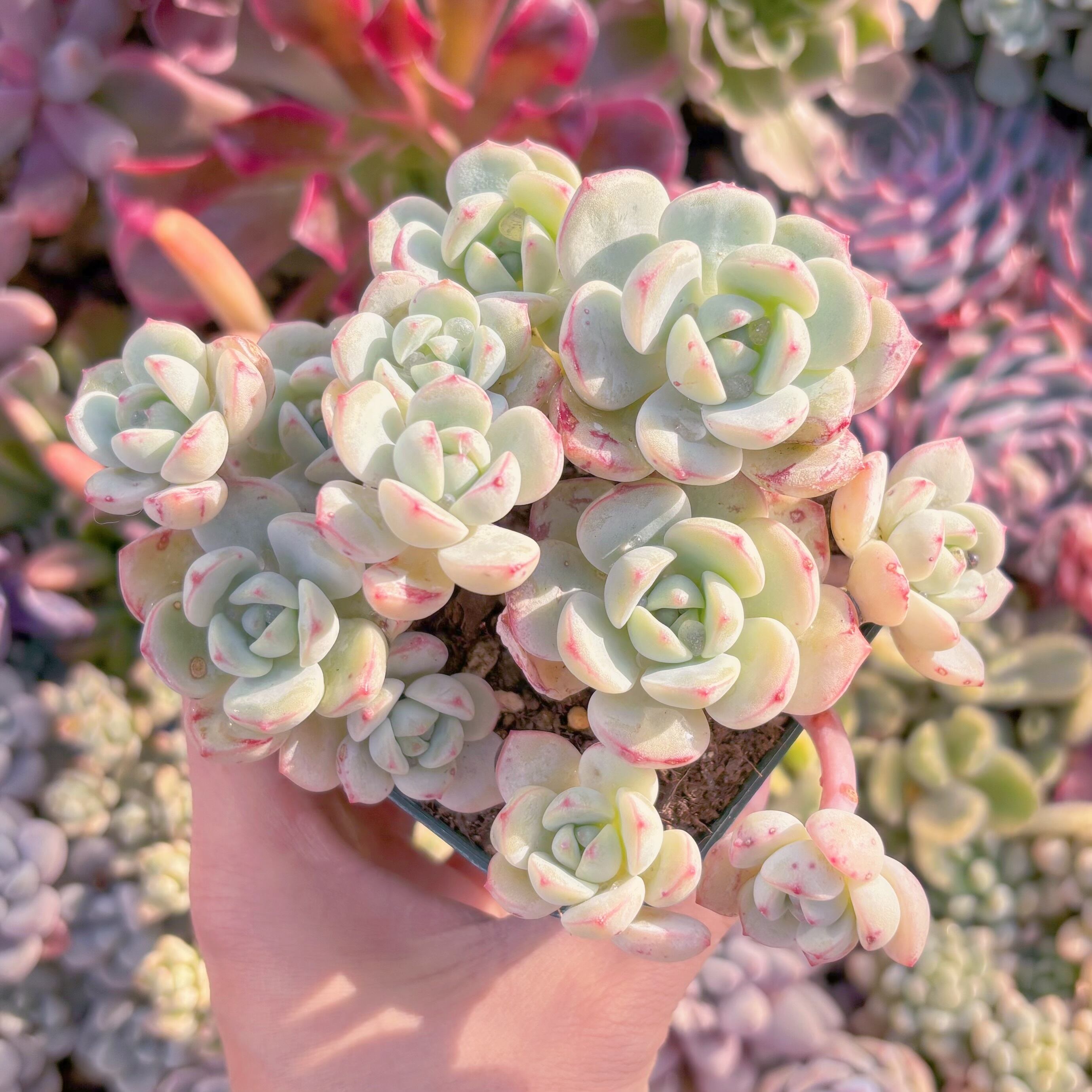 現品　バニラビス#1168　るる農園